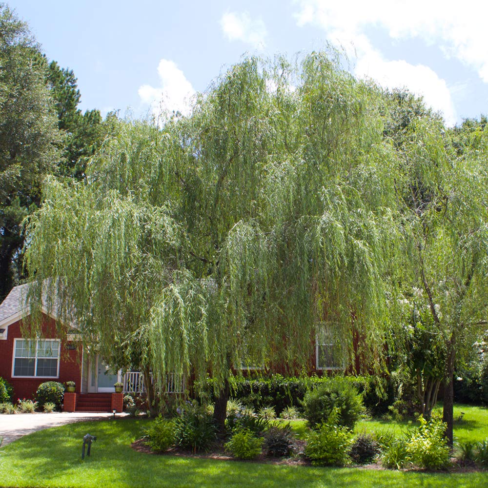 Weeping Willow 5-6'