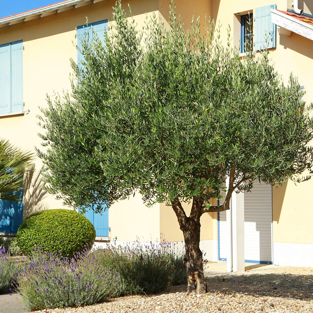 Arbequina Olive 4-5'