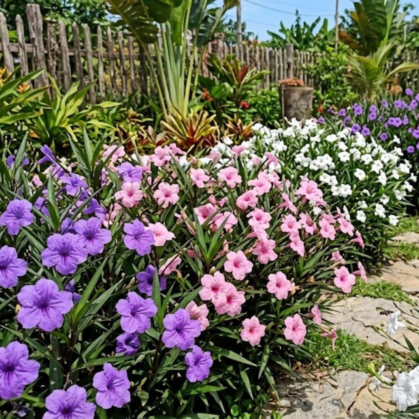 4 Mexican Petunia Live Plants 4–7 Inches Tall, Mexican Petunia Flowering Plants for Borders, Beds or Landscape (Mix)