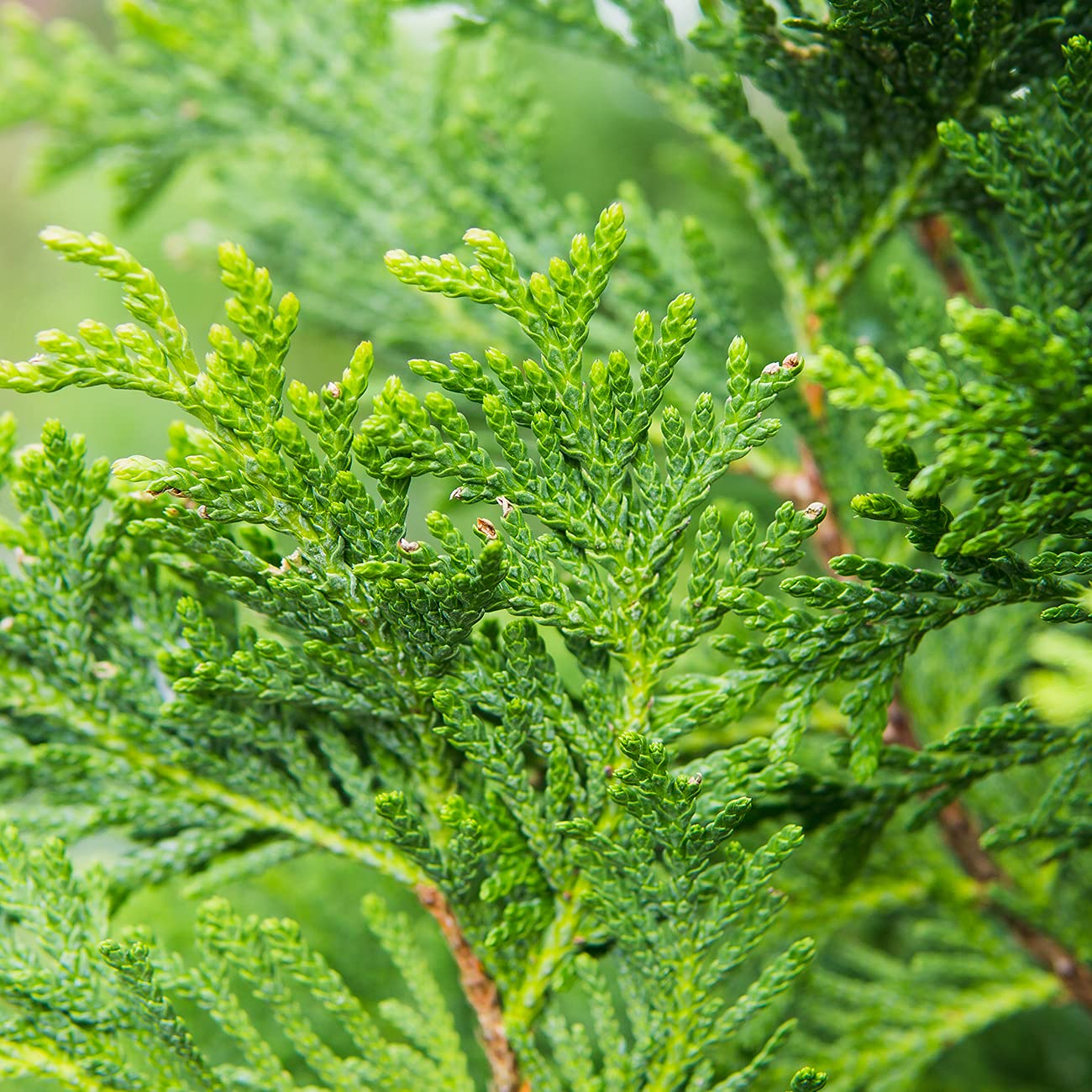 Perfect Plants Thuja Green Giant 2ft. Tall 8-Pack | Privacy Evergreen Arborvitae | Adaptable Lush Green Foliage