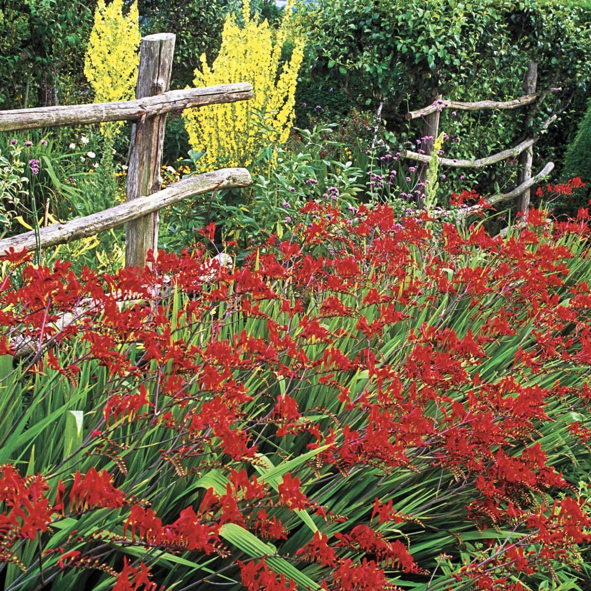 BRECK'S - Lucifer Red Flowering Crocosmia Dormant Bare Root Summer Flowering Bulbs, 10 Bulbs per Offer