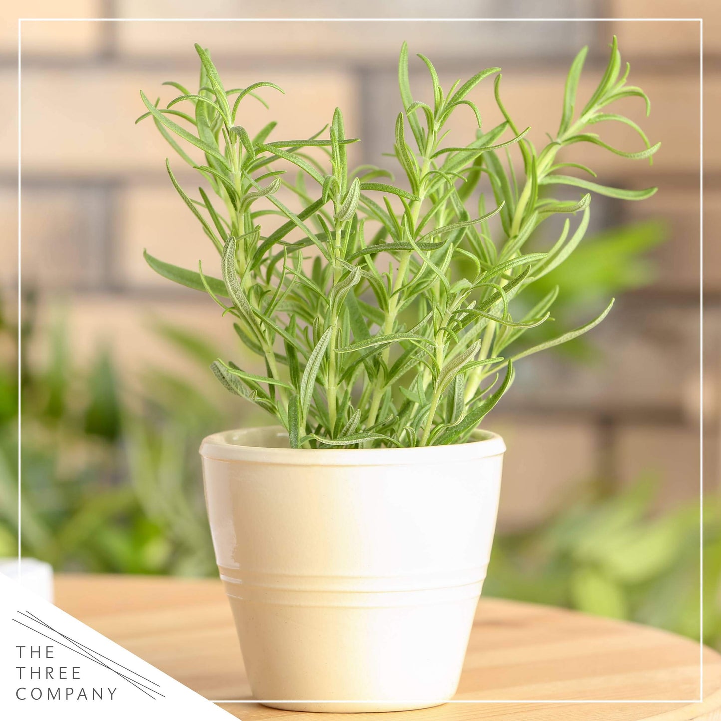 Live Aromatic and Edible Herb - Rosemary (4 Per Pack), Naturally Improves Breathing and Air Quality, 8" Tall by 3" Wide