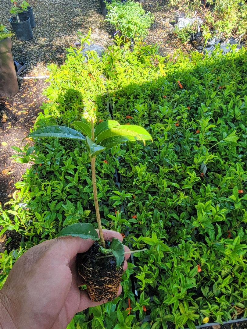 (1) - Red Flowering Fragrant Tea Olive - Starter Plant (ME) (1 Plant)