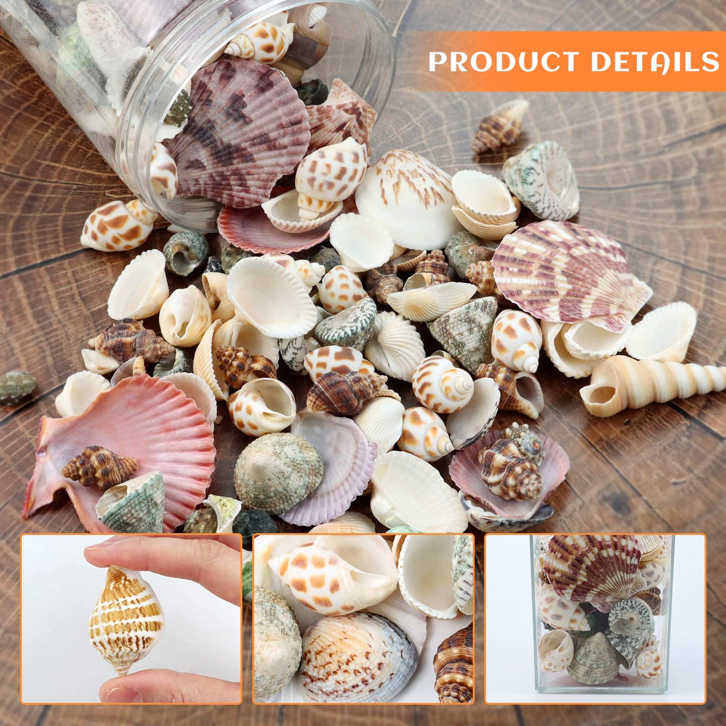WEOXPR 200 Pcs Sea Shells Bulk Mixed Ocean Beach Seashells for Kids, Various Sizes Natural Sea Shell for Crafts, Home Decorations, Beach Theme Party, Wedding Decor, DIY Crafts, Crafting Shells