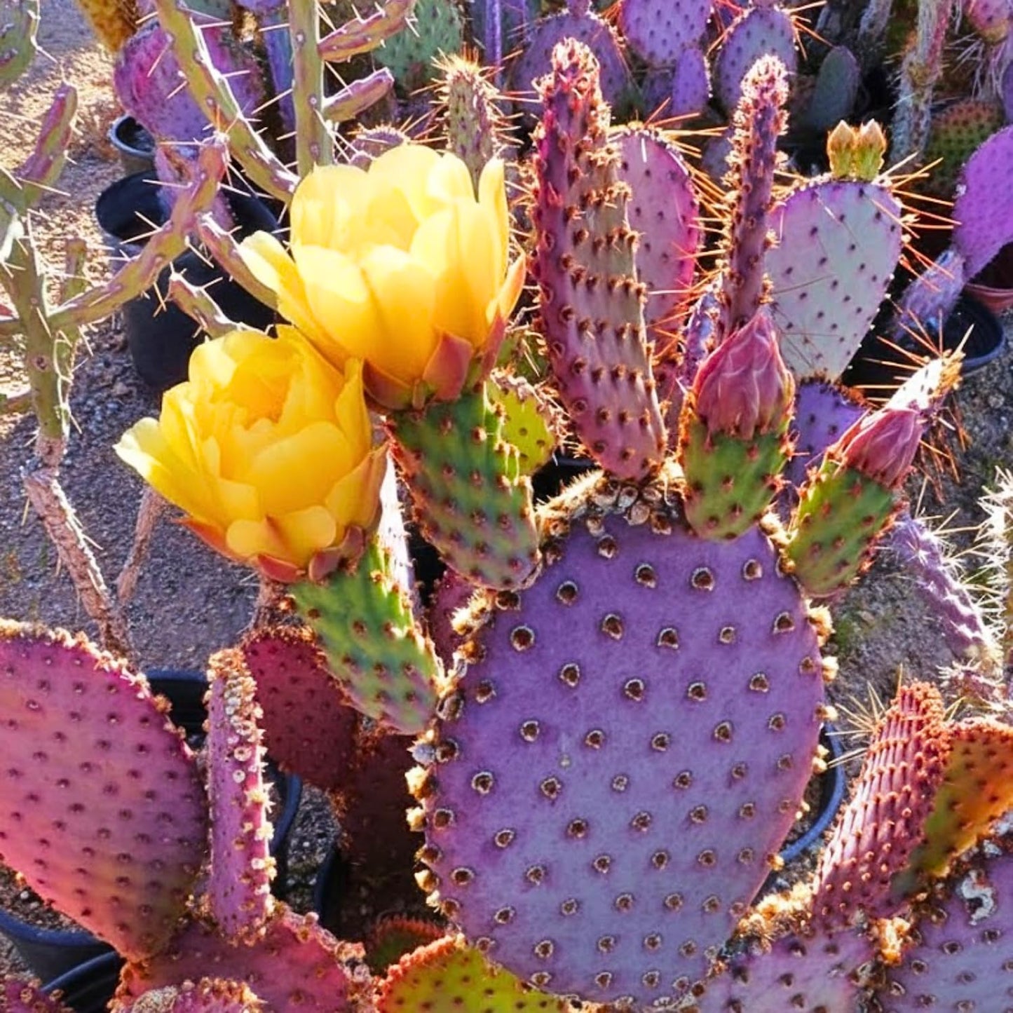 Purple Prickly Pear Cactus Live Plant 6-8 Inches, Cold Hardy Cactus, Outdoor or Container Growing