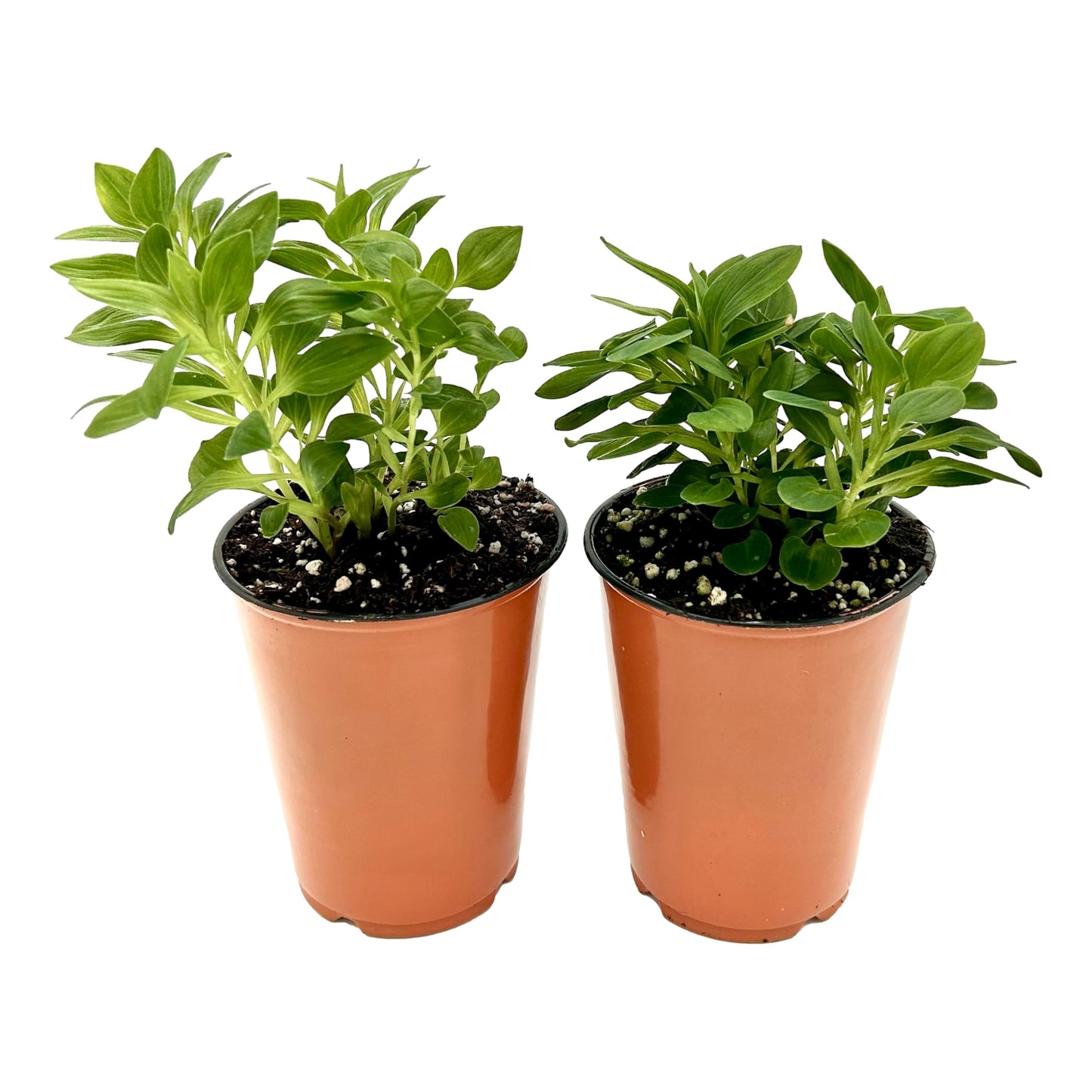 Easy to Grow Alstroemeria Noble - 2 Potted Plants in Quart Grower Pots, Dark Purple Flowers Spring Partial Shade Sun