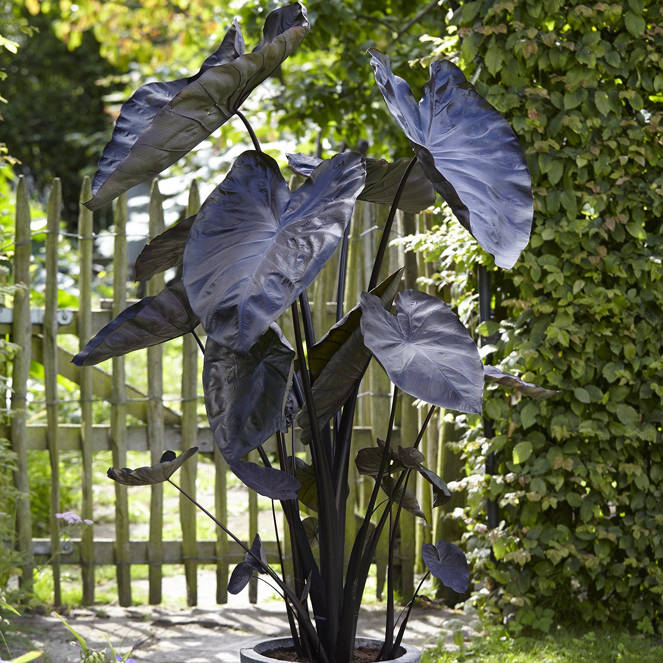 Van Zyverden Elephant Ears Black Coral Flower Bulbs