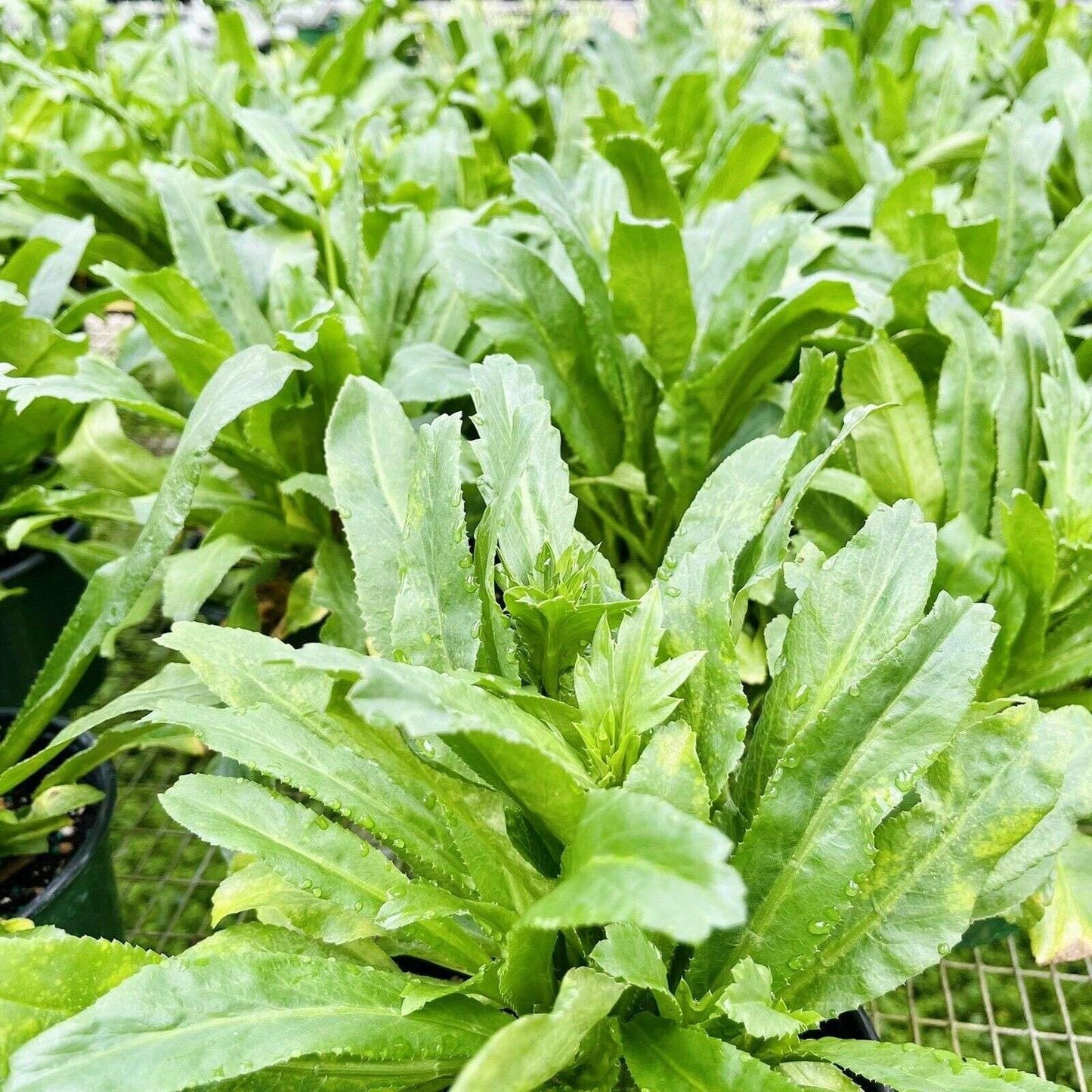 Live Plant - Long Coriander/Culantro (Eryngium Foetidum) Tropical Live Vibrant Thriving Pla