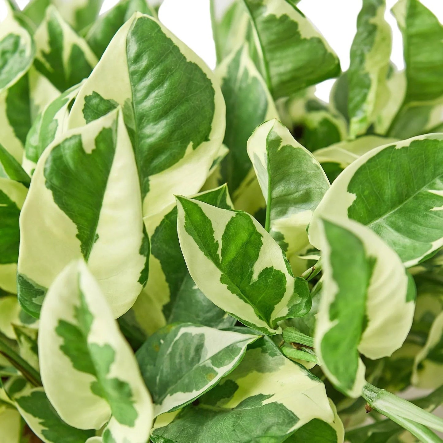 Pothos 'N'joy' | Live Plant for Indoor & Outdoor | for Living Room, Office, Bathroom | (6" Pot)