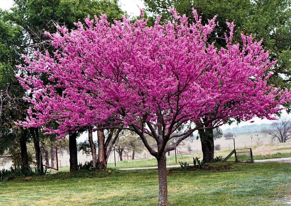 Live Plant - Eastern Redbud Tree - 18-24" Tall Seedling - Live Plant - Cercis candensis