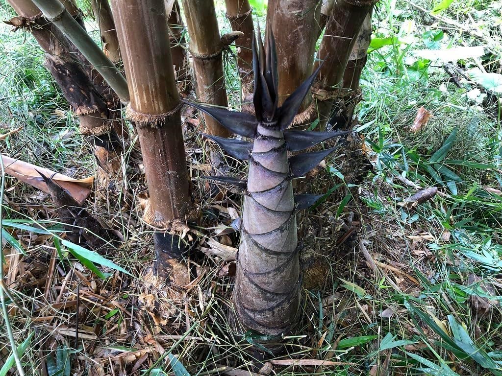 Asper Bamboo | 1 Large Trade Gallon Size Plant | Dendrocalamus Asper | Fast Growing Privacy Screen, Tropical Landscape, Non-Invasive Clumping, Hardy Outdoor Hedge, Ideal for Windbreaks
