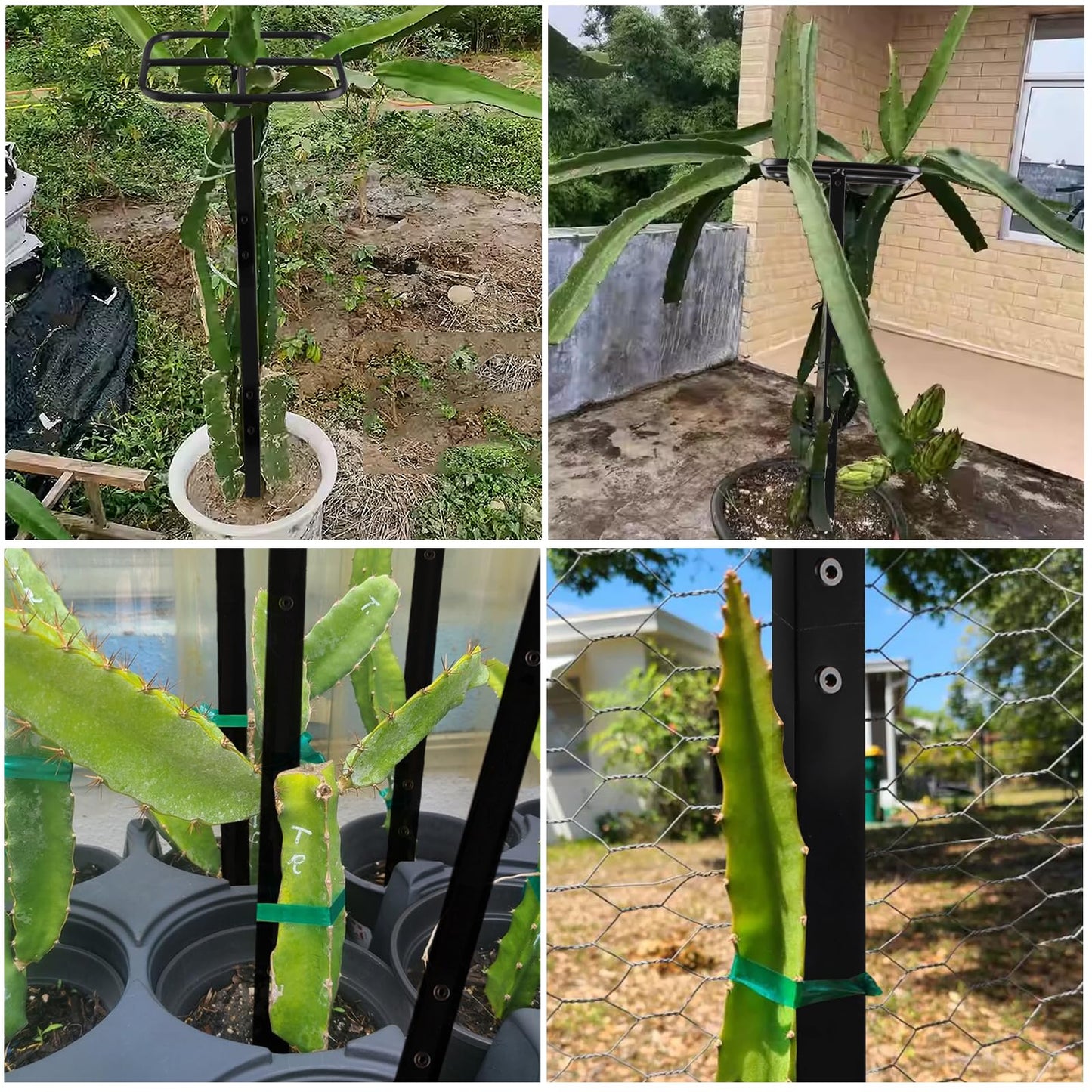 Yohsnor Dragon Fruit Trellis for Climbing Plants 50 * 12inches – Durable Metal Vertical Support Frame for Outdoor Gardens, Easy to Assemble, Stylish Design – Ideal Gift for Plant Enthusiasts