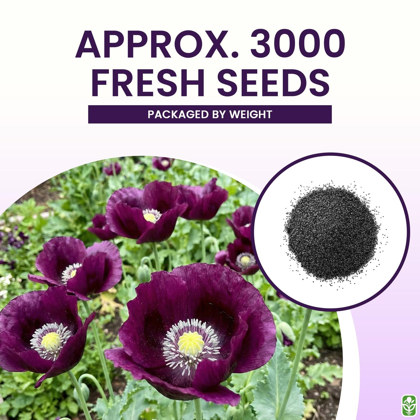 Purple Grape Poppy Seeds - Tall Poppy with Black Markings - 3000 Seeds