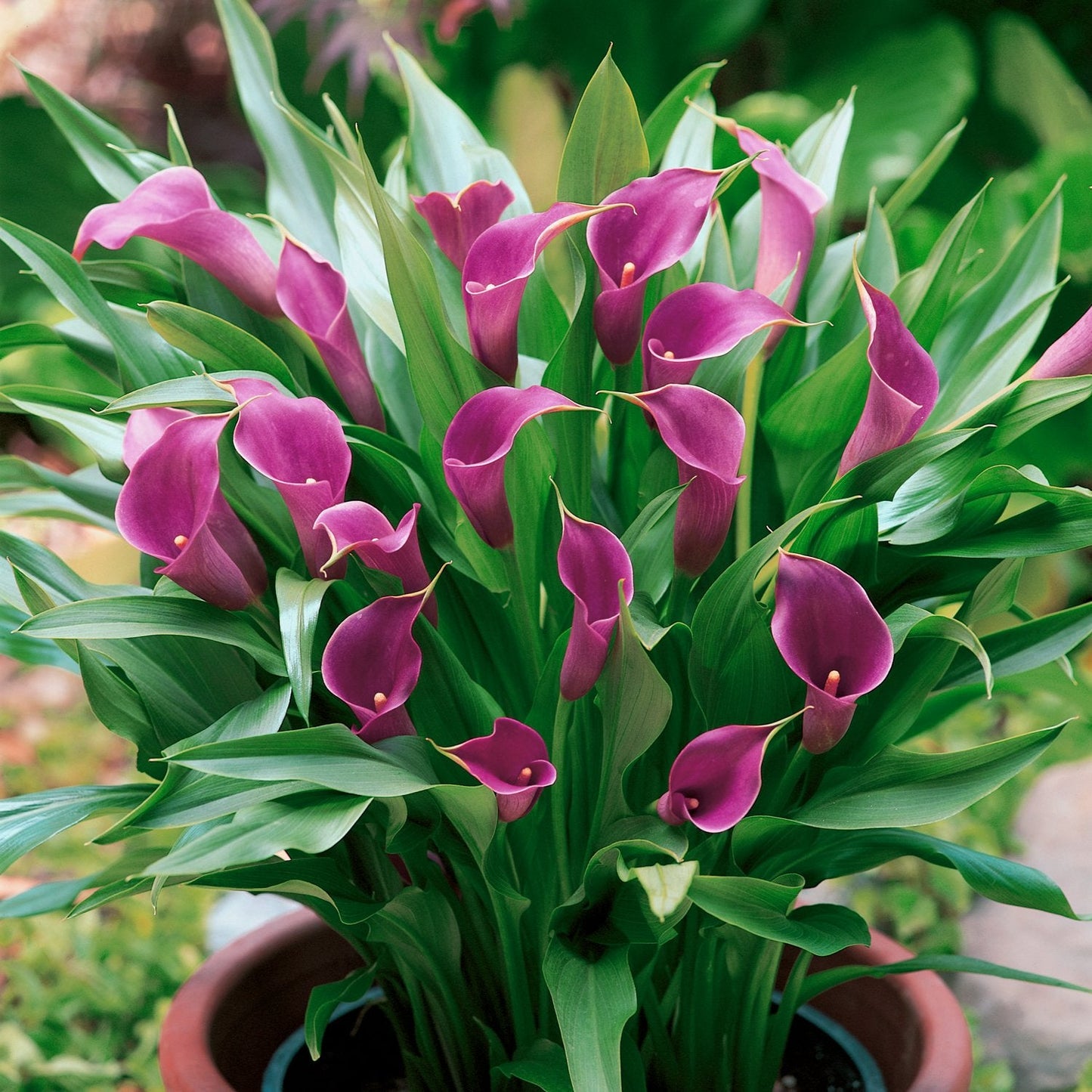 Easy to Grow Calla Lily Amethyst 3 Bulbs - Purple Flowers Blooms in Summer Sun Tropical Spring Planted