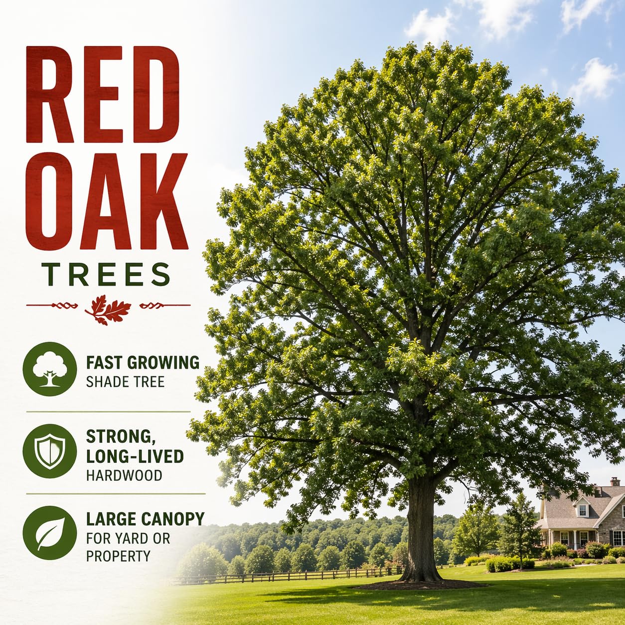 Red Oak Tree Seedlings for Planting | Year Old Rooted and Healthy Seedlings to Plant (2 Seedlings)