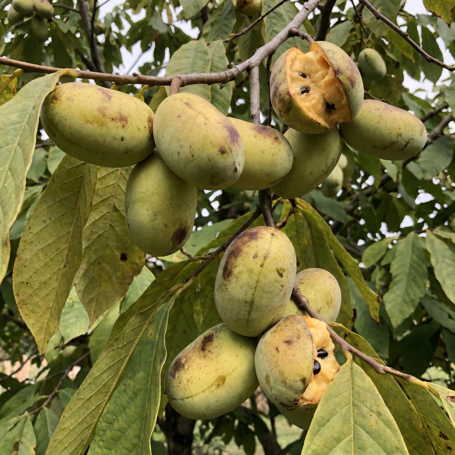 Paw Paw Tree Live Plant 6–12″ Tall, Hardy Paw Paw Plant, Sweet Pawpaw Tree for Outdoor or Container Growing