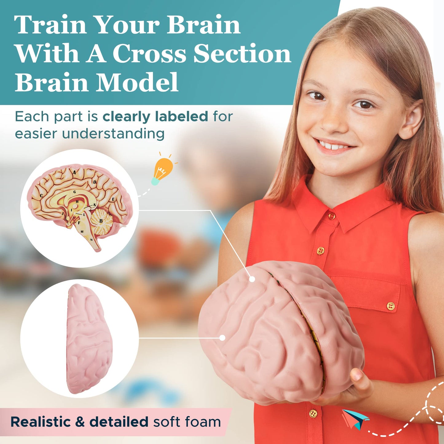 Cross Section Foam Brain Model | Free Stand, Answer Sheet & Digital Worksheet | Educational Tool Learning & Teaching Human Anatomical Function, Psychology, Biology or Science | 2 Labeled Half Pieces
