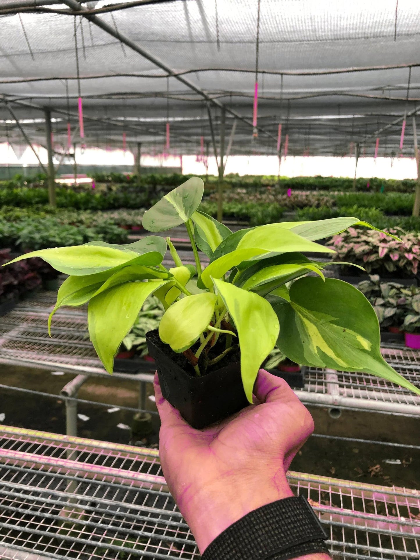 4 Pack Philodendron 'Brasil' in 4in Pot - Live Tropical Houseplant - Easy to Grow | Air Purifying | Variegated | USA Growers | The Snobby Leaf