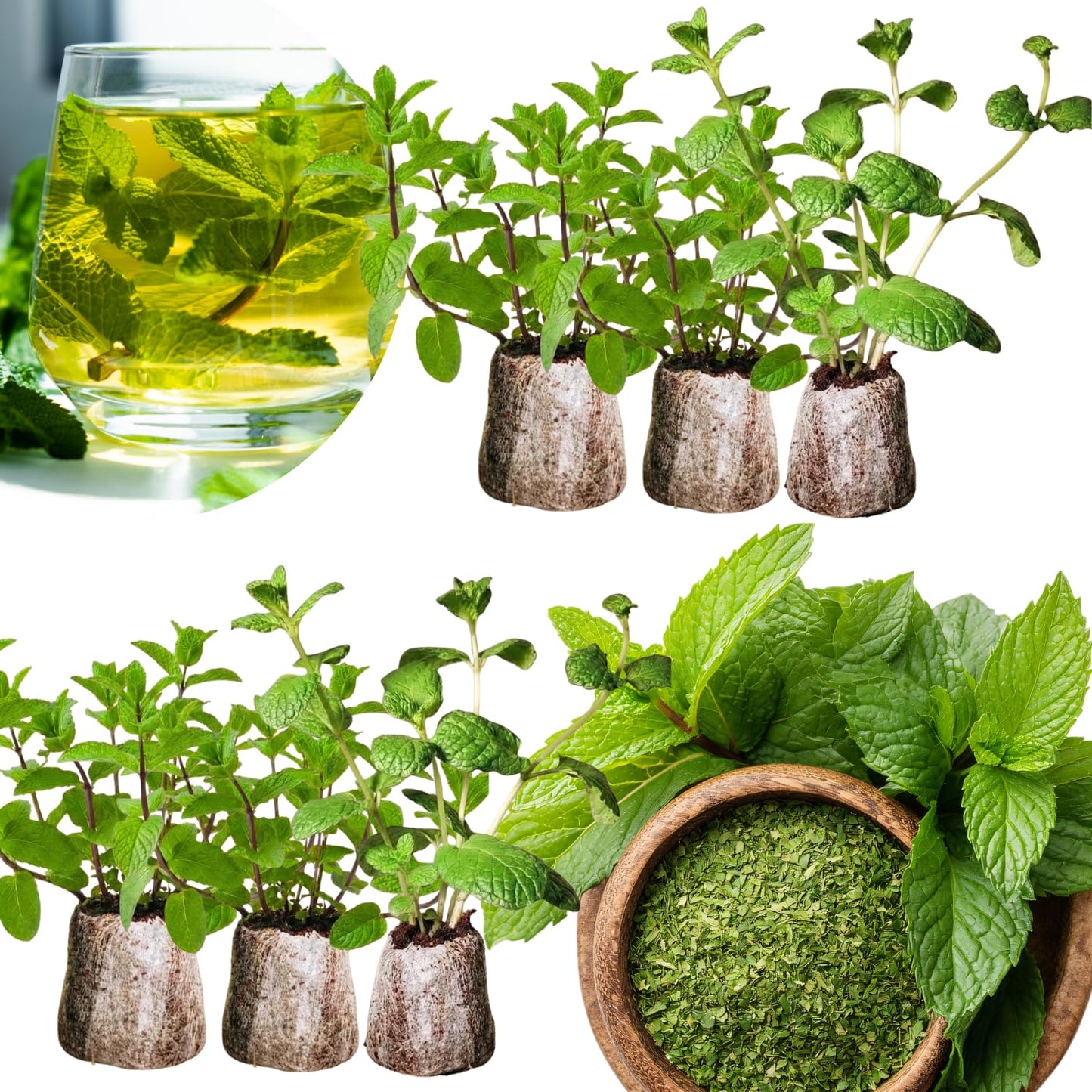 Set of 6 Mojito Mint Live Herb Plants, 3–6 Inches Tall, Fragrant Mint Plants for Indoor Outdoor Garden, Patio, and Culinary Growing