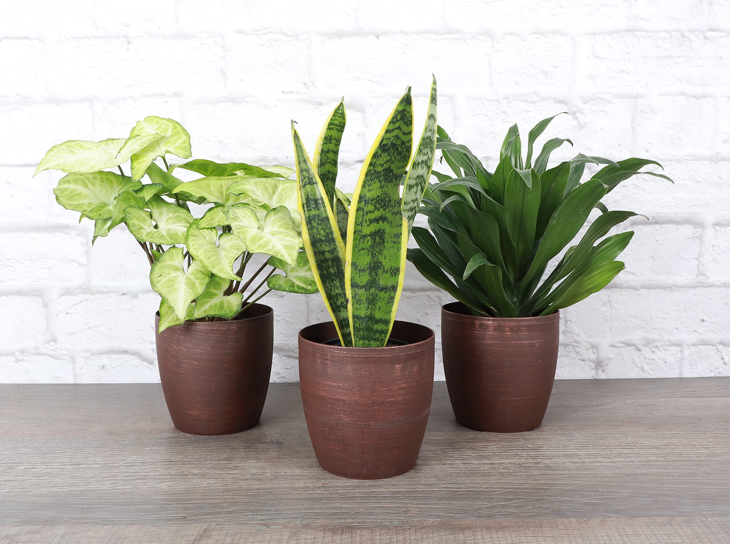 Thorsen's Greenhouse Low Light Houseplant Set, Live Indoor Plants, 3 Pack of Plants, Copper Pots, 4" Diameter