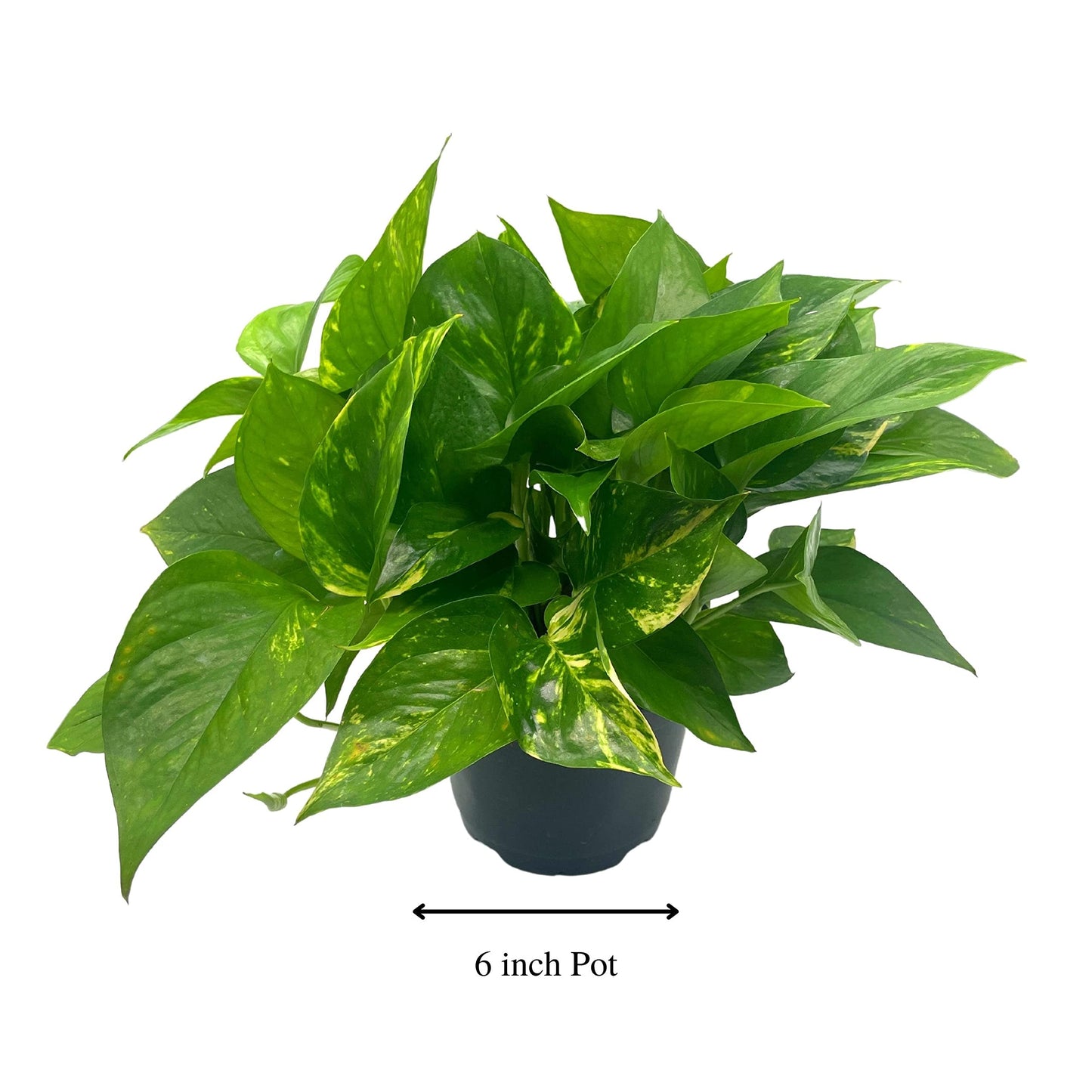 BubbleBlooms Golden Pothos, Variegated 6 inch Pothos, Epipremnum aureum, Devil's Ivy