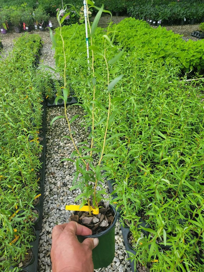 Golden Curls Corkscrew Weeping Willow - Live Plant - Quart Pot