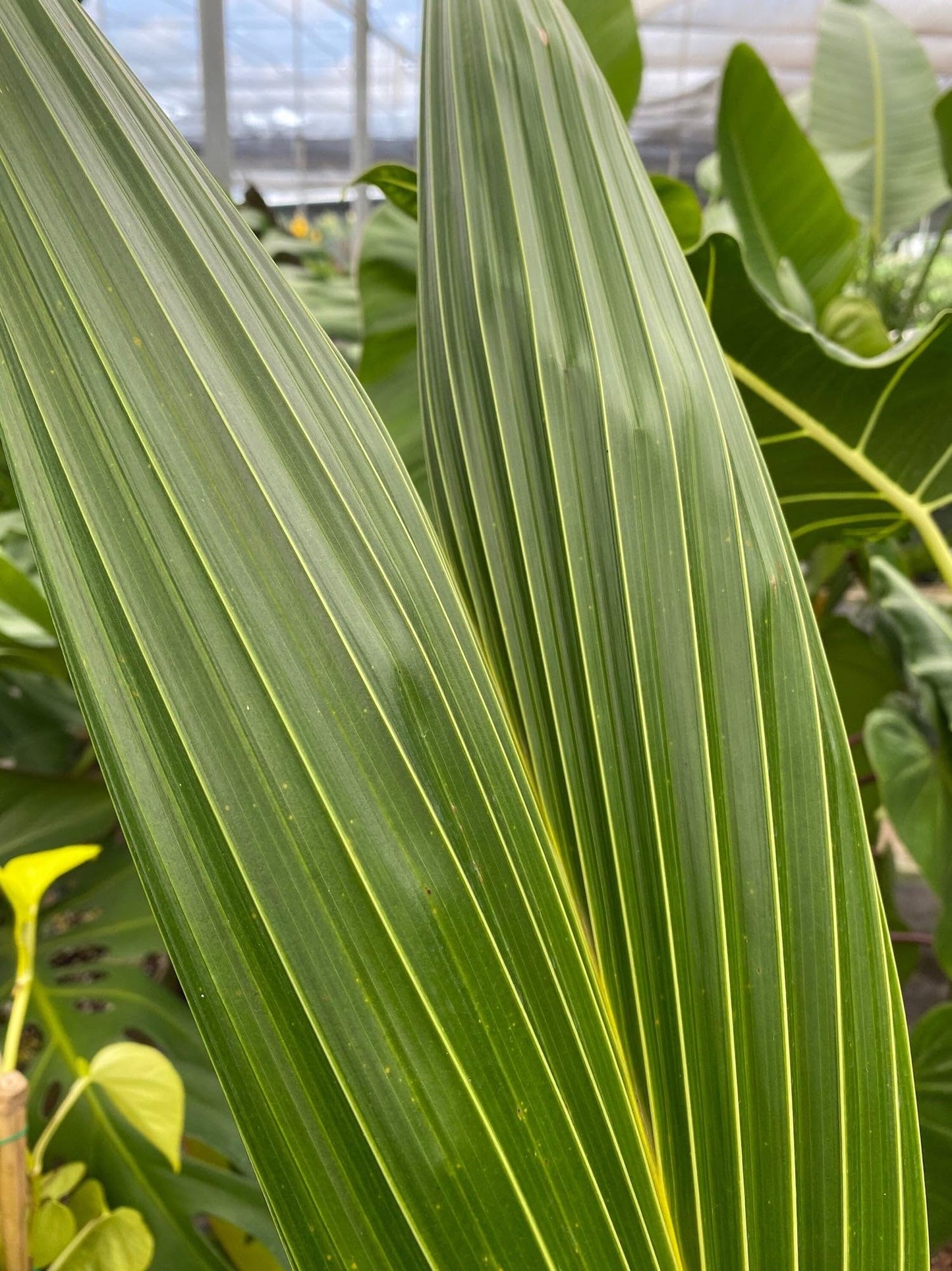 Green Malayan Coconut Palm Tree - Tropical Cocos Nucifera, Low Maintenance Live Exotic Palm for Indoor & Outdoor Spaces, Air-Purifying, Drought-Tolerant Ornamental Accent Plant (2gal Pot, 2-3ft)