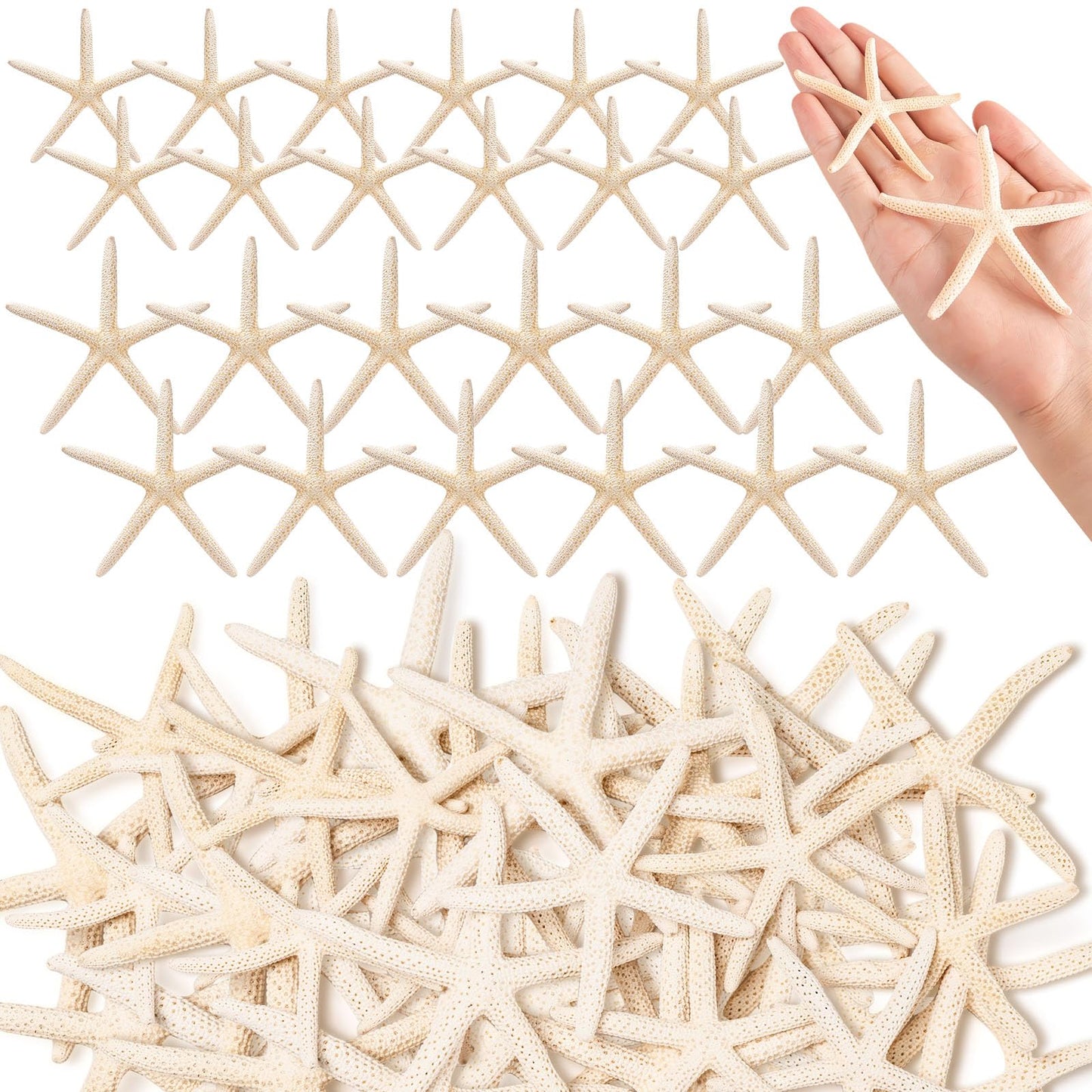 24 Pcs Starfish for Crafts, 2'' to 4'' Star Fish Shells Decorations, Natural Starfish Decor Bulk for Beach Theme DIY Crafts Christmas Tree Ornaments