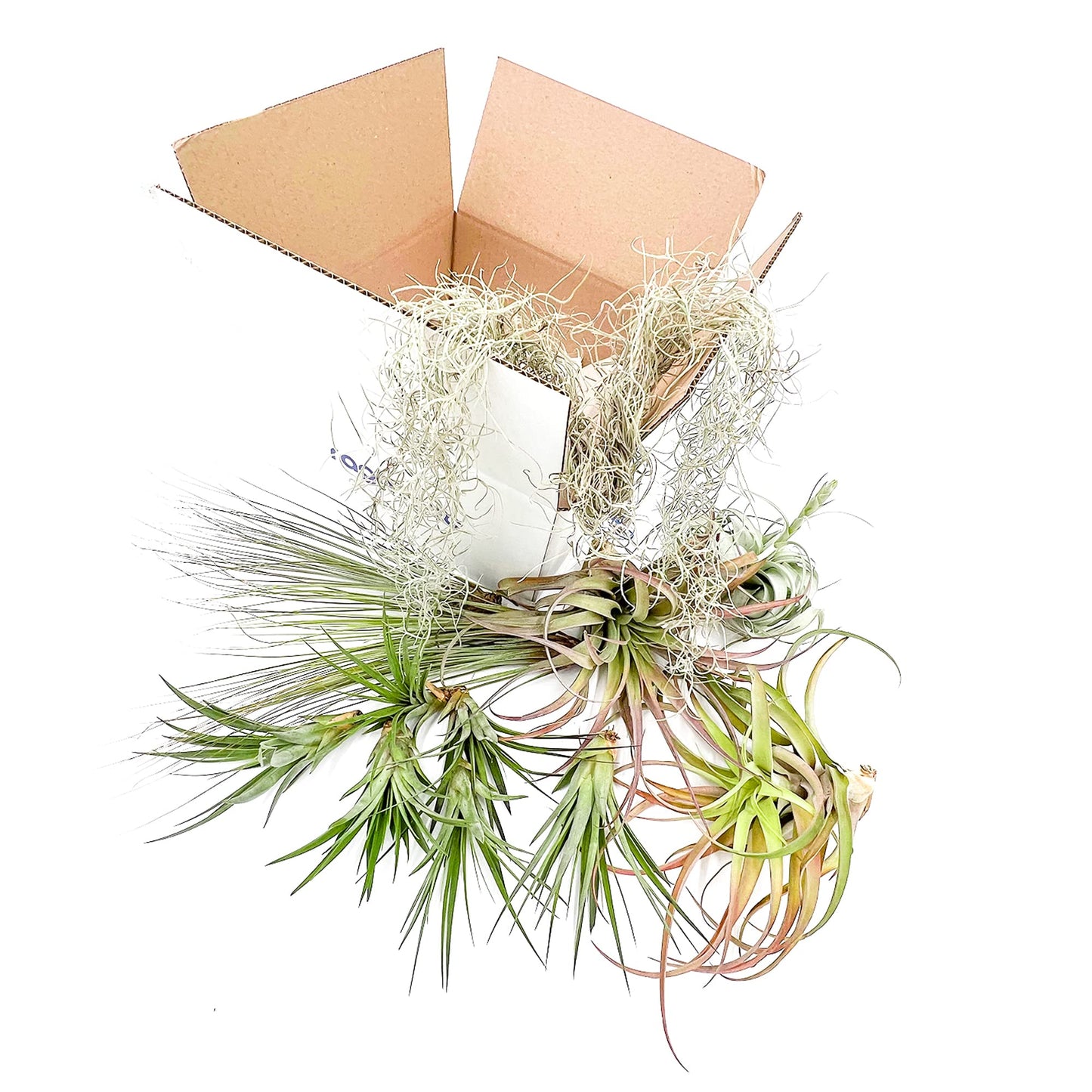 ragnaroc Holiday Hosting Gift Box Giant - 13ct -Tillandsia Air Plant Set - Live Arrival Guaranteed - House Plants for Home Decor & Gift
