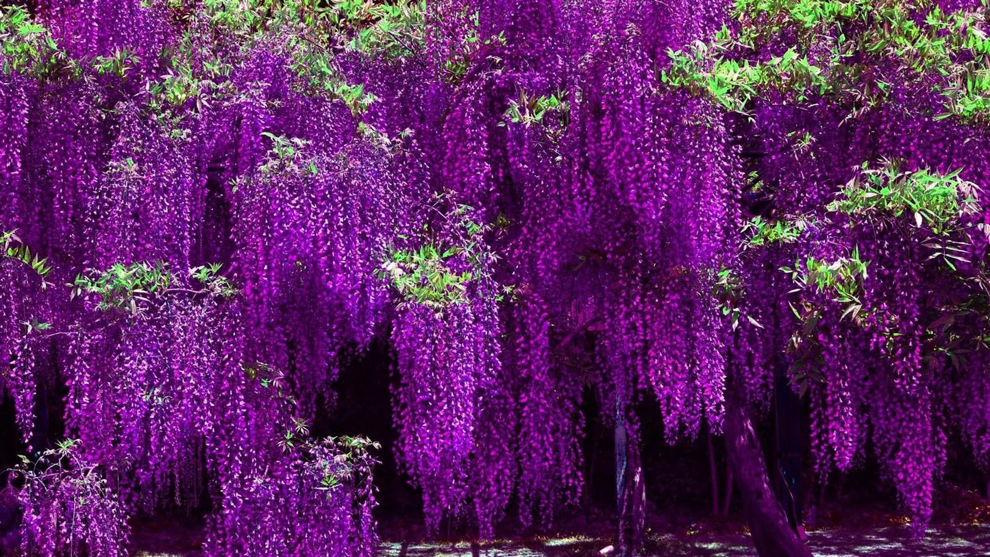 Live Plant - Purple Chinese Wisteria Tree - 10-15" Live Plant - 2.5" Pot - Wisteria sinensis