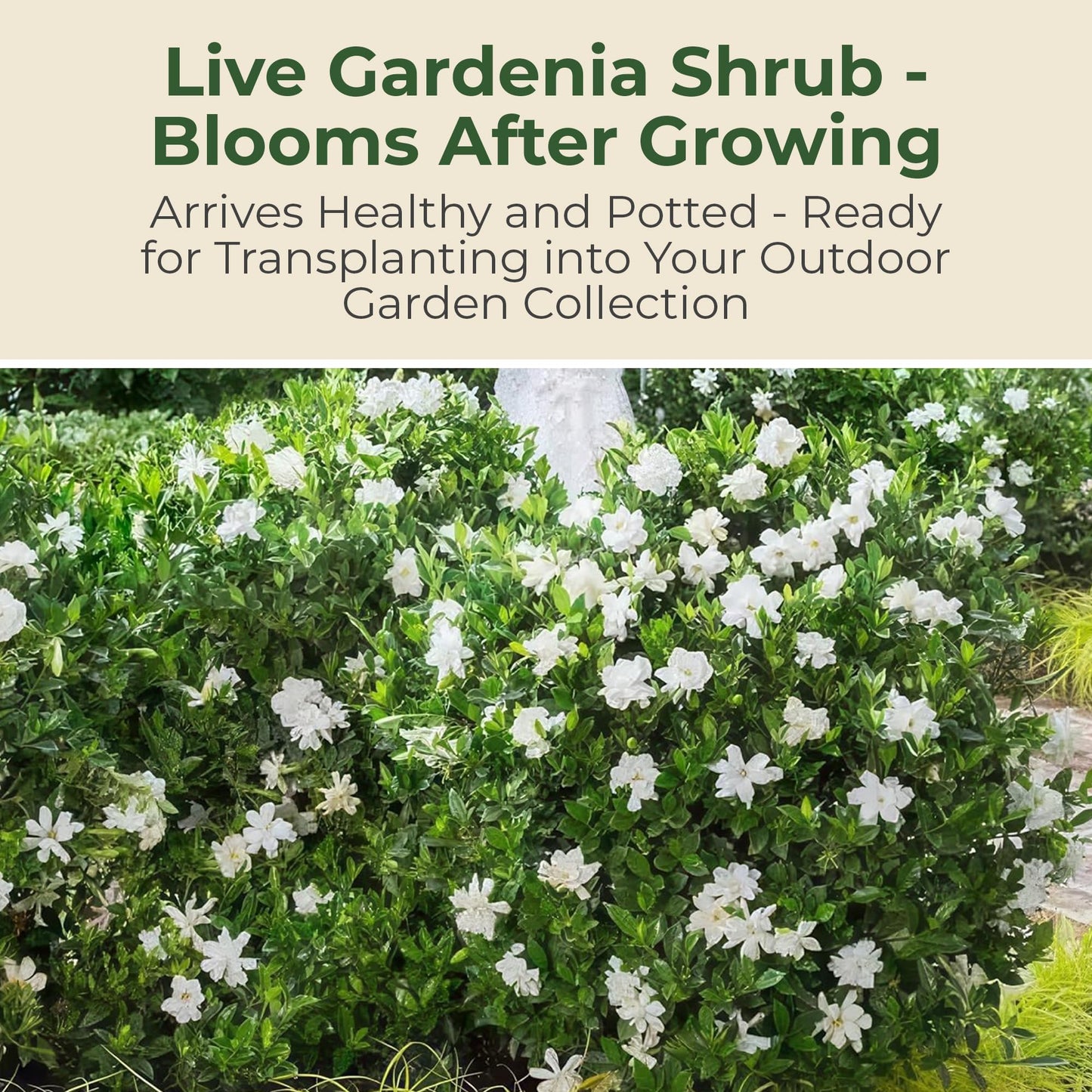 Jubilation Shrub Gardenia Plant - Live Fragrant Plant with White Double Blooms in 2 gal Pot - Grows Up to 3-4' Tall - Ideal for Gardens, Patios & Indoor Use (1 Pack)