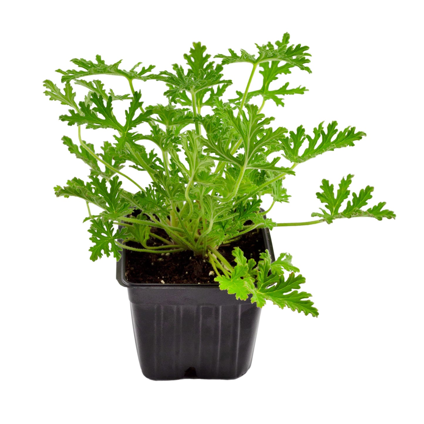 Live Citronella Geranium Plants (6-Pack); Pelargonium Citronella Scented Potted Plants