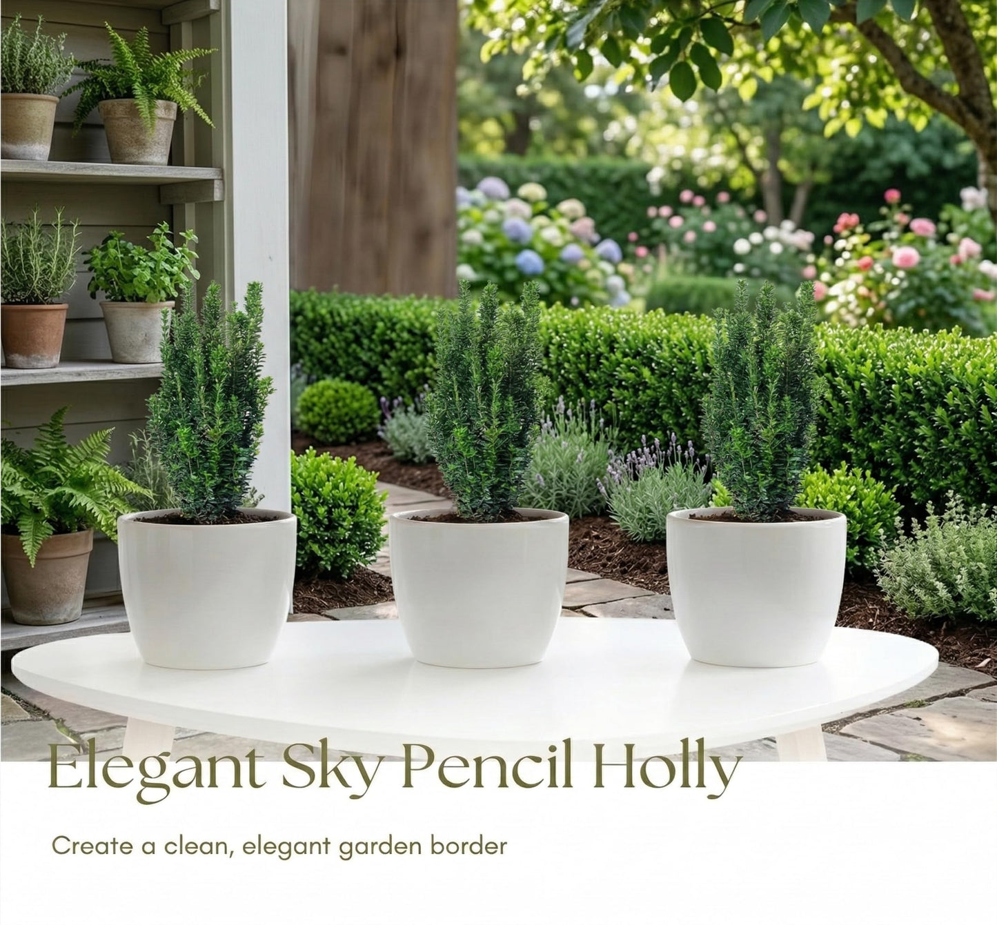 2 Sky Pencil Holly Live Plants, 2.5-Inch Pot, 6–12 Inch Tall Japanese Holly Shrubs, Easy Care Evergreen Trees for Outdoor Landscaping
