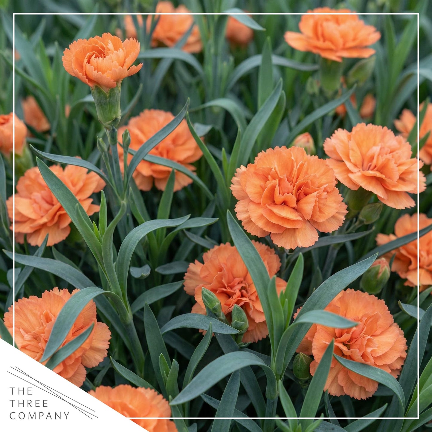 Live Dianthus 2-Pack – Orange Sparkler – Fragrant Spring Perennial, Deer Resistant, 10” Tall, 1 Qt Pot