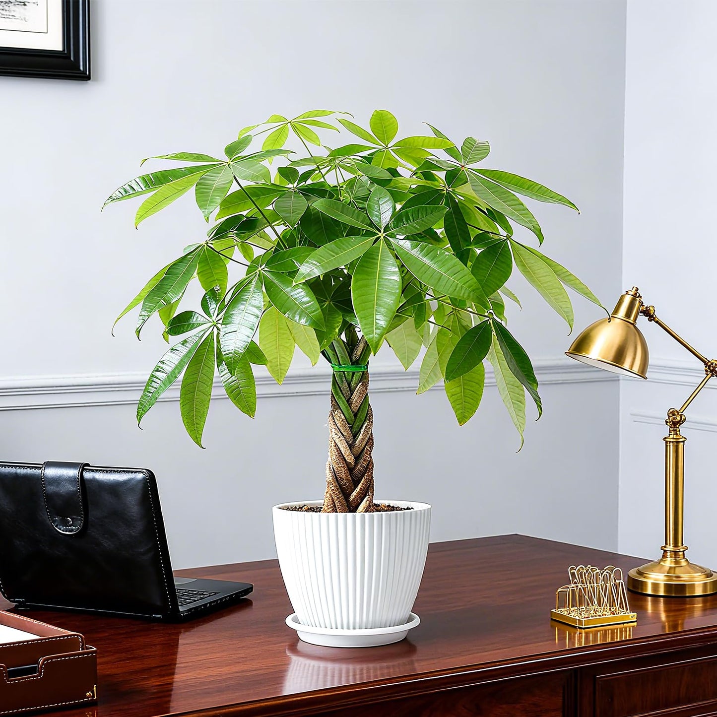 Sprout N Green 8-10" Money Tree with 5 Lucky Braid, Live Plant with White Stripe Pot, Decoration for Indoor Home Office Tabletop Windowsill Side Table, Housewarming Christmas Gift