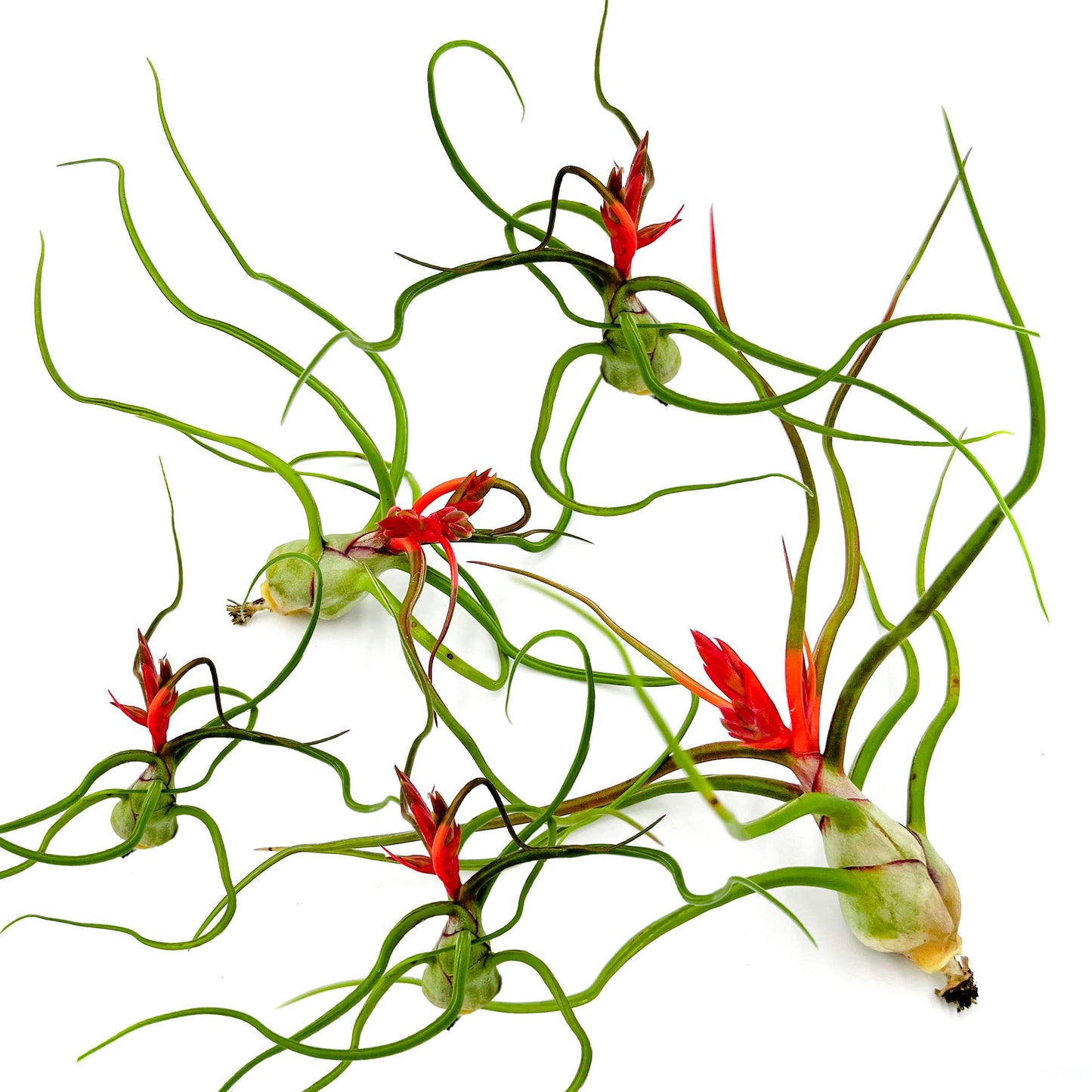 ragnaroc Air Plants - Flowering Tillandsia Bulbosa Belize, Giant 7-9" - 5ct - Live Arrival Guaranteed - House Plants for Home Decor & Gift