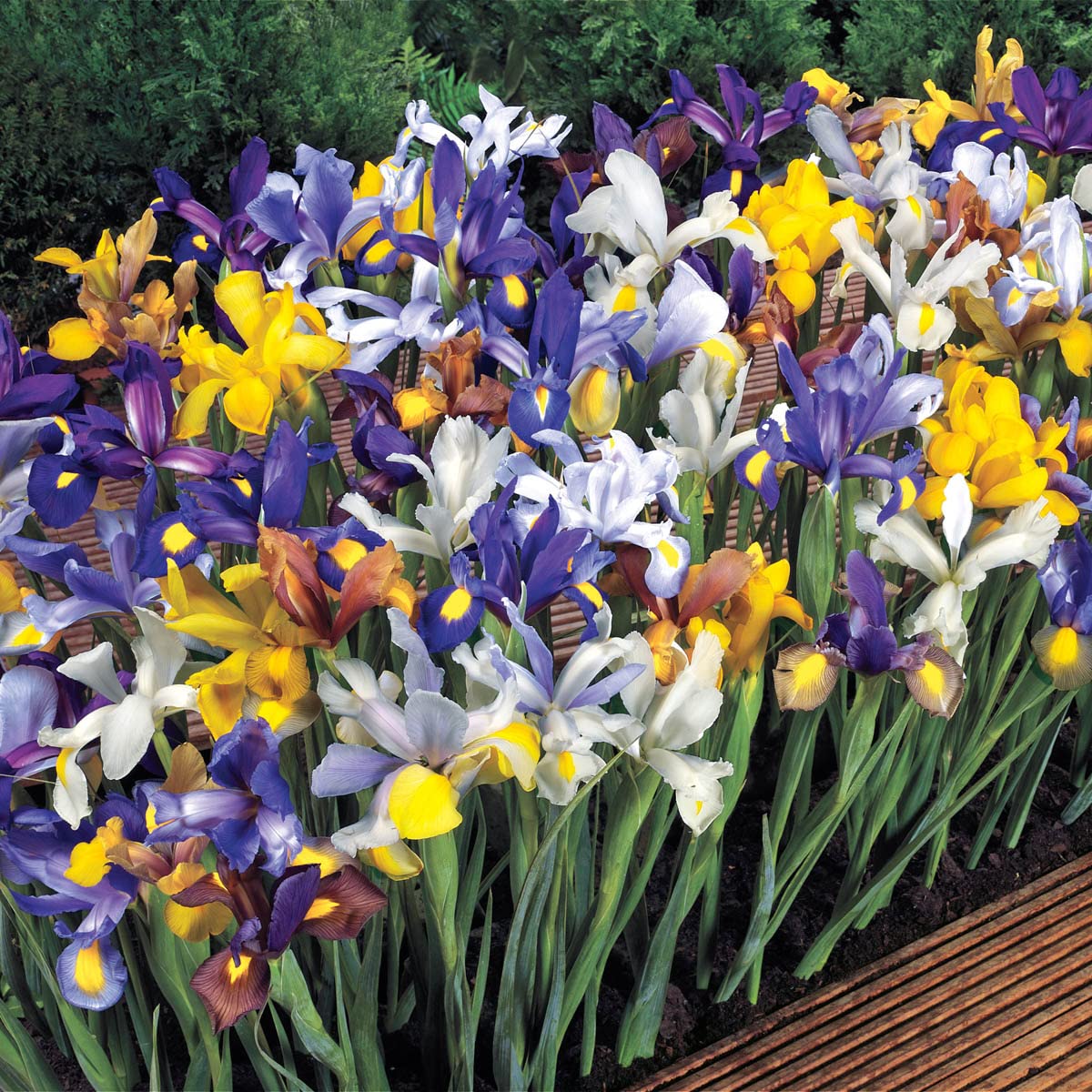 Direct Gardening Dutch Iris Mixture Dormant Spring Flowering Bulbs (20-Pack)