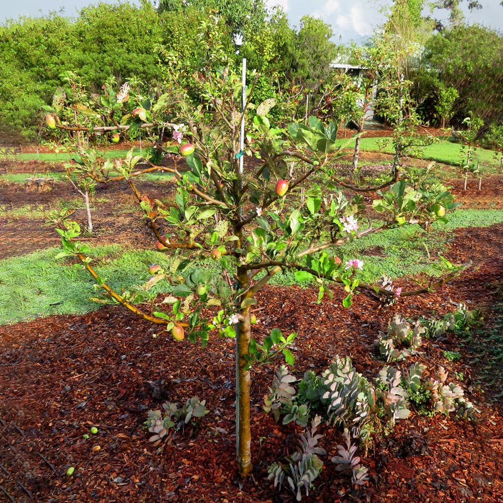 Generic Anna Apple Tree, Low Chill, Deciduous, Fruit Bearing, Medium to Large Fruit, 1 gal, Nursery Pot (Due to Agricultural Laws, we Cannot Ship to CA, AZ, AK, or HI), Green
