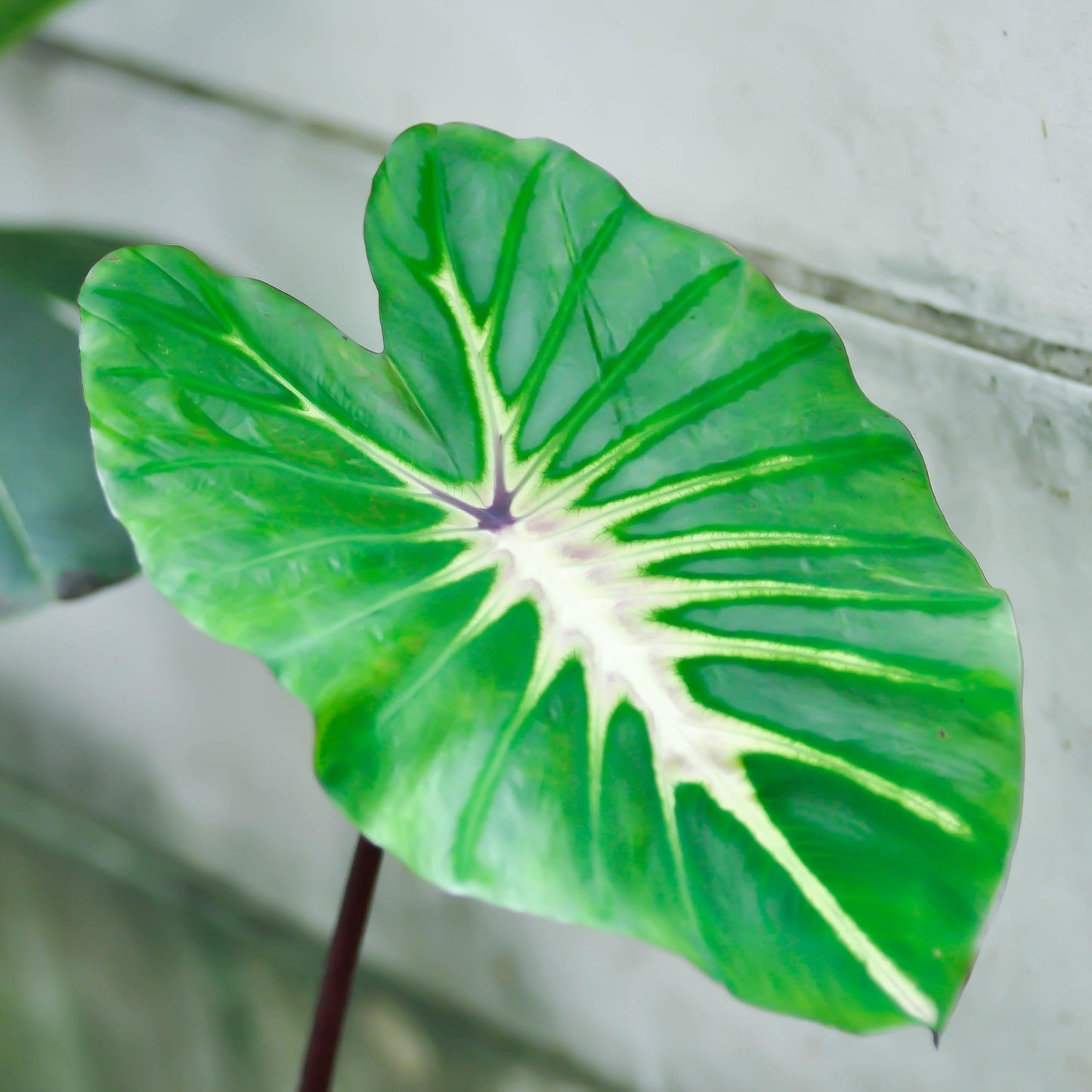 White Lava Elephant Ear Bulb – Glossy Green Leaves with White Veining, Purple Stems, Tropical Garden Perennial, Zones 3–10, 3–4 Ft Tall, 1 Bulb