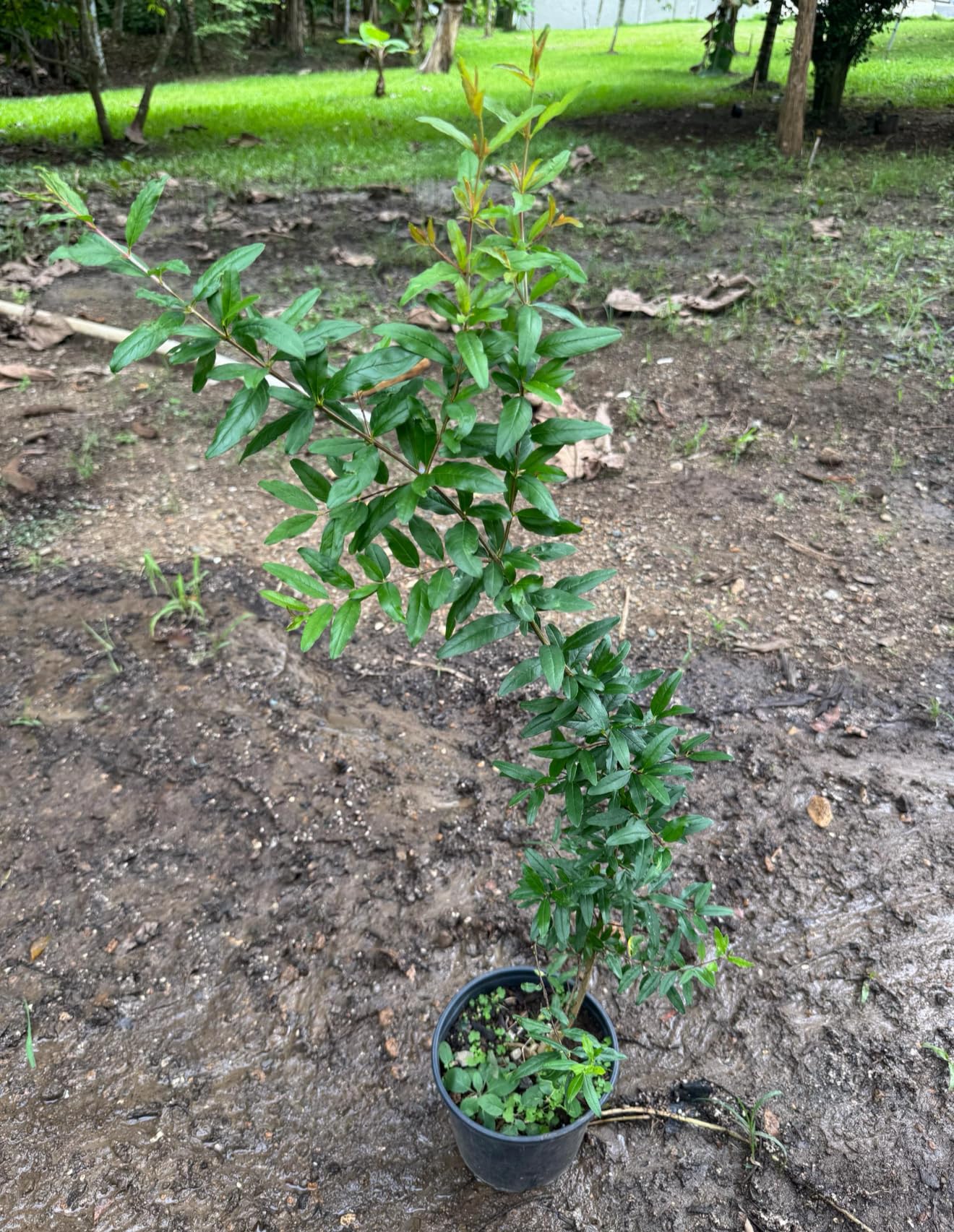 Pomegranate (Punica granatum) (Granada) Tropical Live Fruit Tree (10”to24”) Plant