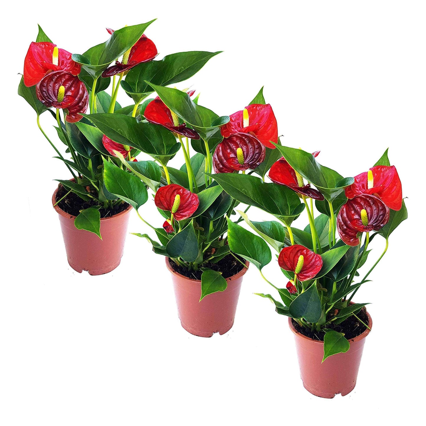 4.5'' Anthurium - 3 Per Pack