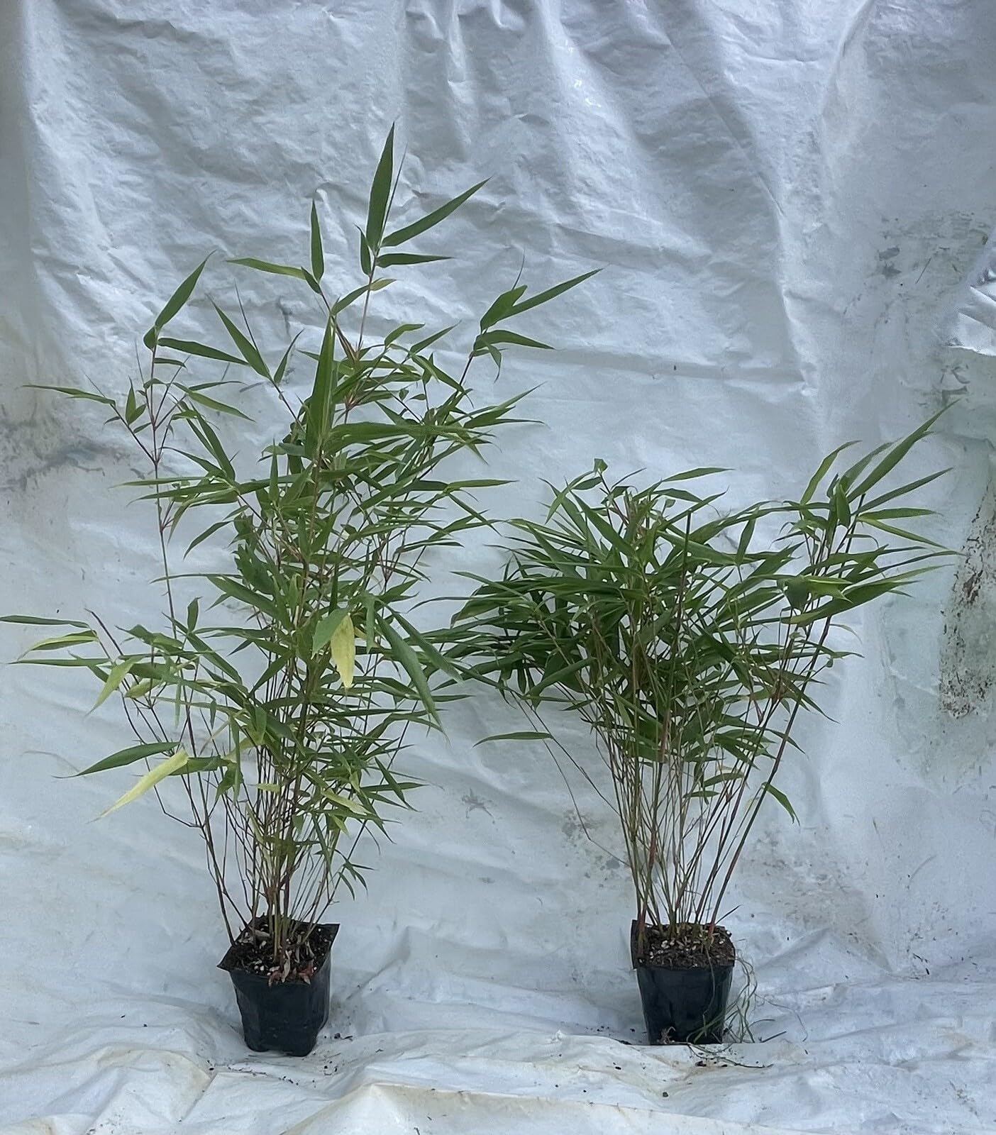 Live Plant - fargesia dracocephala-Rooted Plant-Non Invasive-Cold Hardy-18-24”