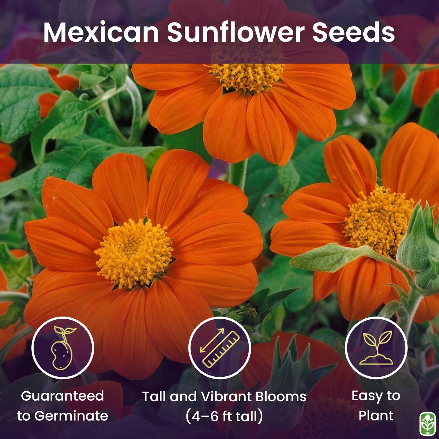 Mexican Sunflower Seeds - Attracts Bees and Butterflies
