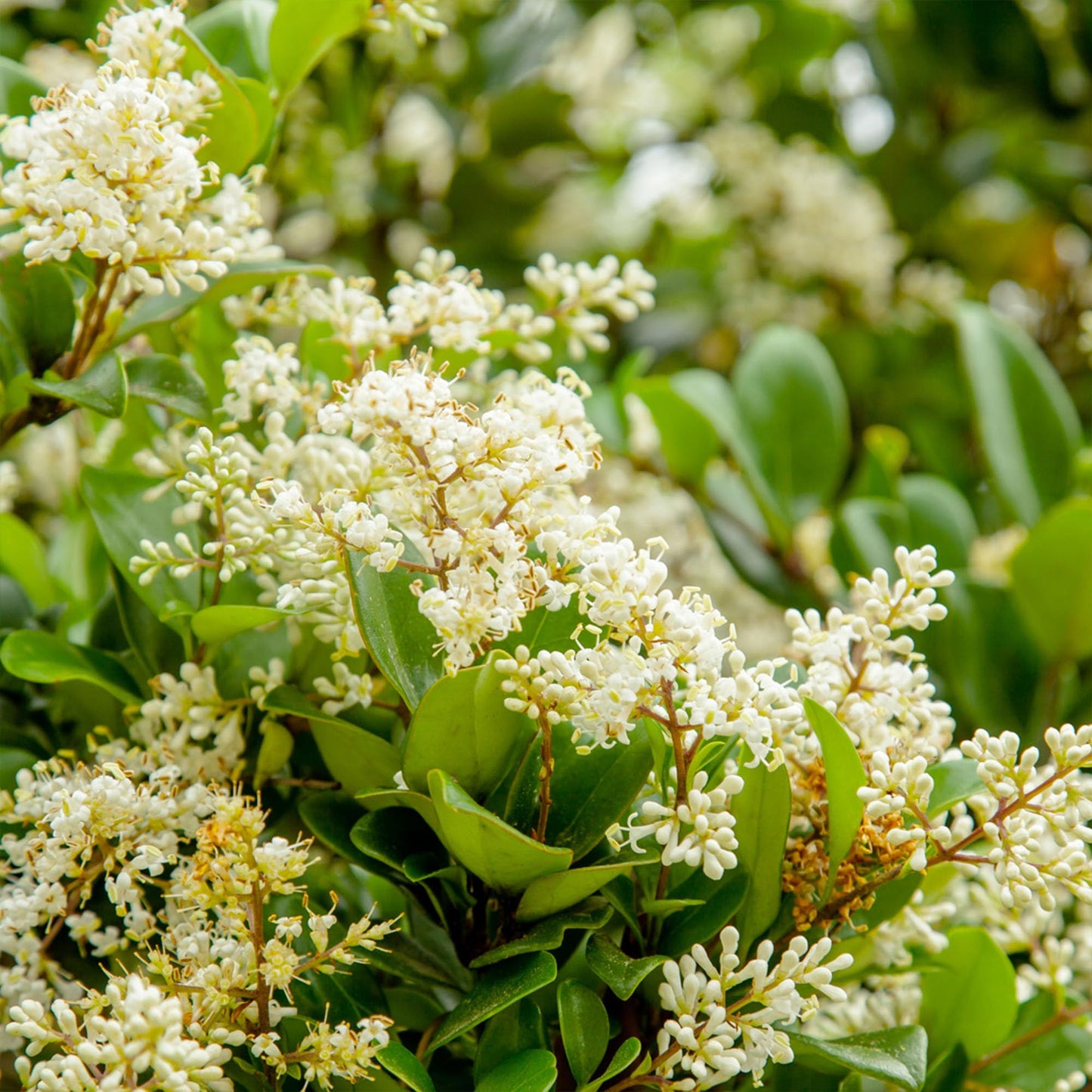 Perfect Plants Waxleaf Ligustrum 1 Gallon Growers Pot | Fast Growing Evergreen Shrub with Timy White Blooming Clusters