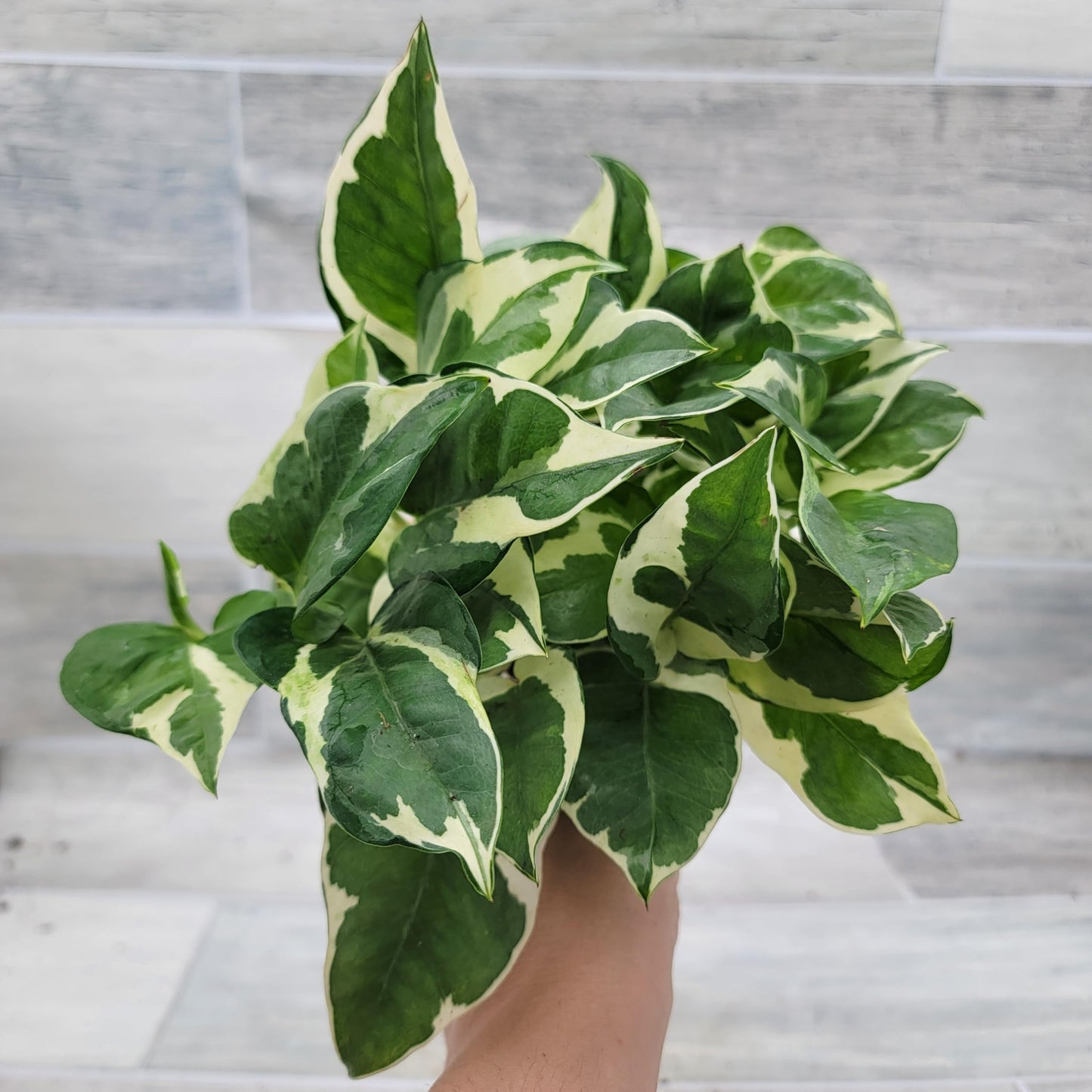 Pothos NJoy Live Houseplant 4 Inch Pot Established Variegated Epipremnum Aureum Easy Care Indoor Plant White Green Foliage Vining Devil's Ivy