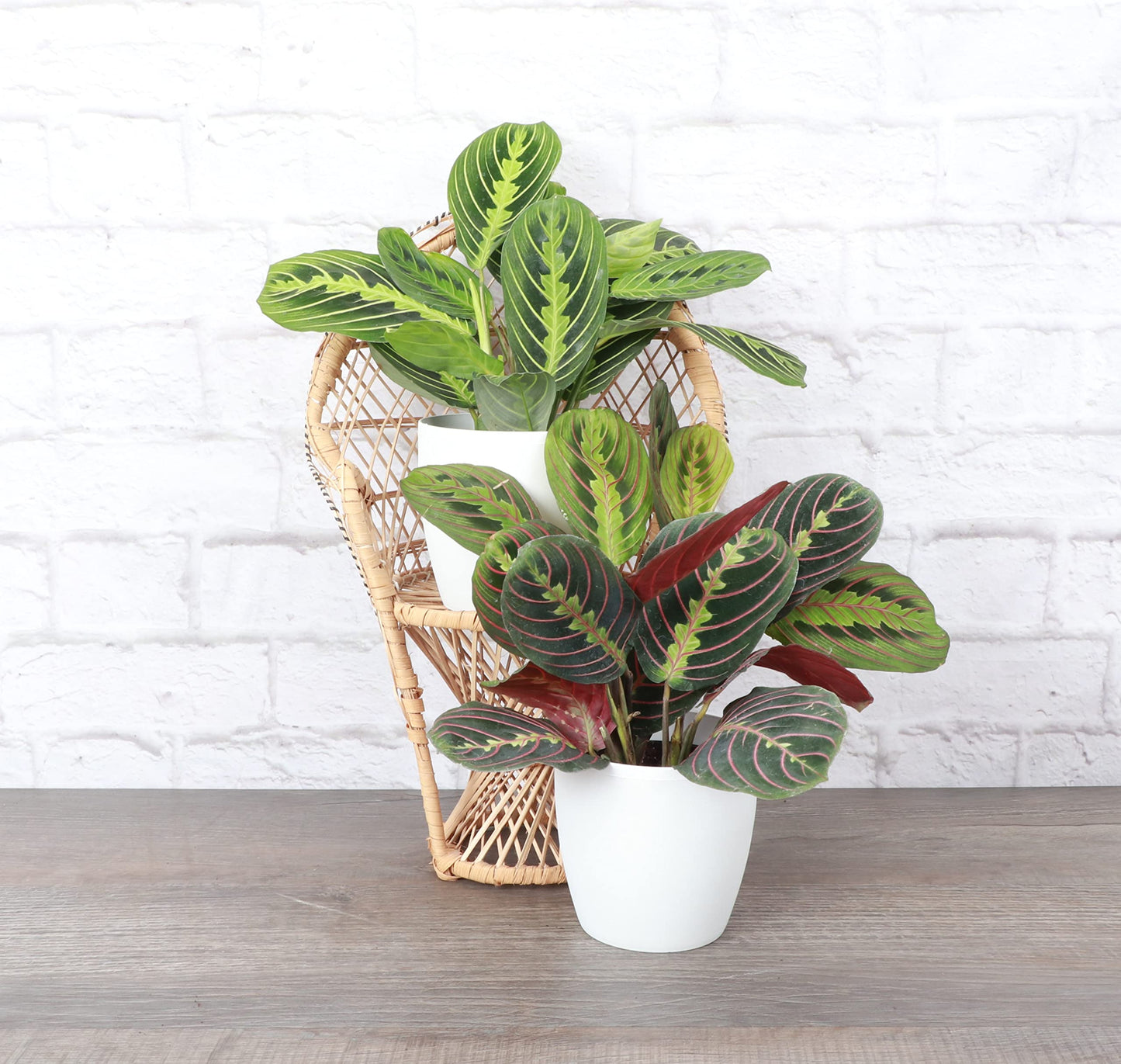 Thorsen's Greenhouse Prayer Plants Set of 2, Maranta leuconeura, Pet Safe, Low Light, Live Indoor Plants, 4" Diameter Plants, Classic Pots (White)