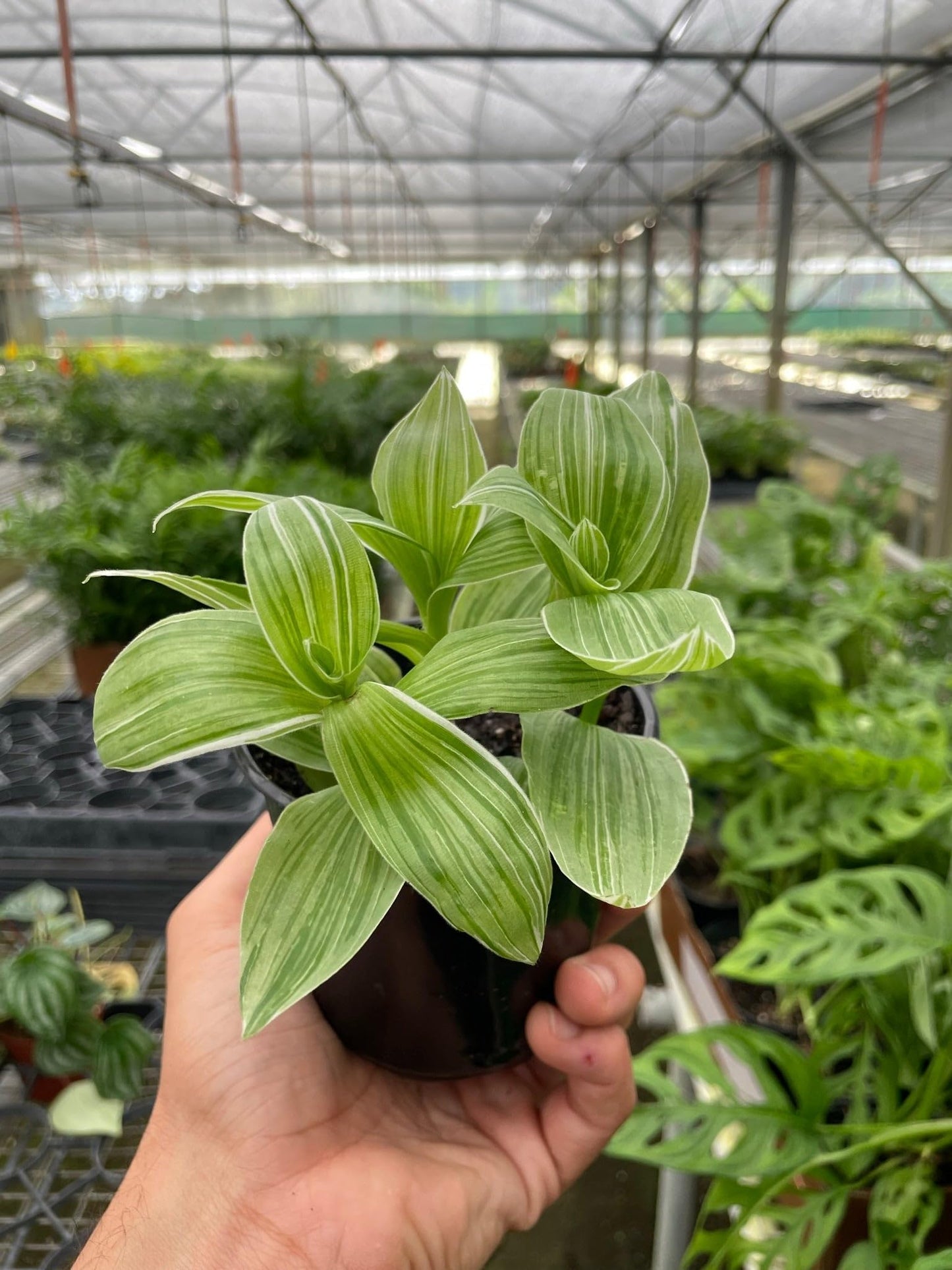 Tradescantia 'Sanna' | Live Plant for Indoor & Outdoor | for Living Room, Office, Bathroom | (4" Pot)