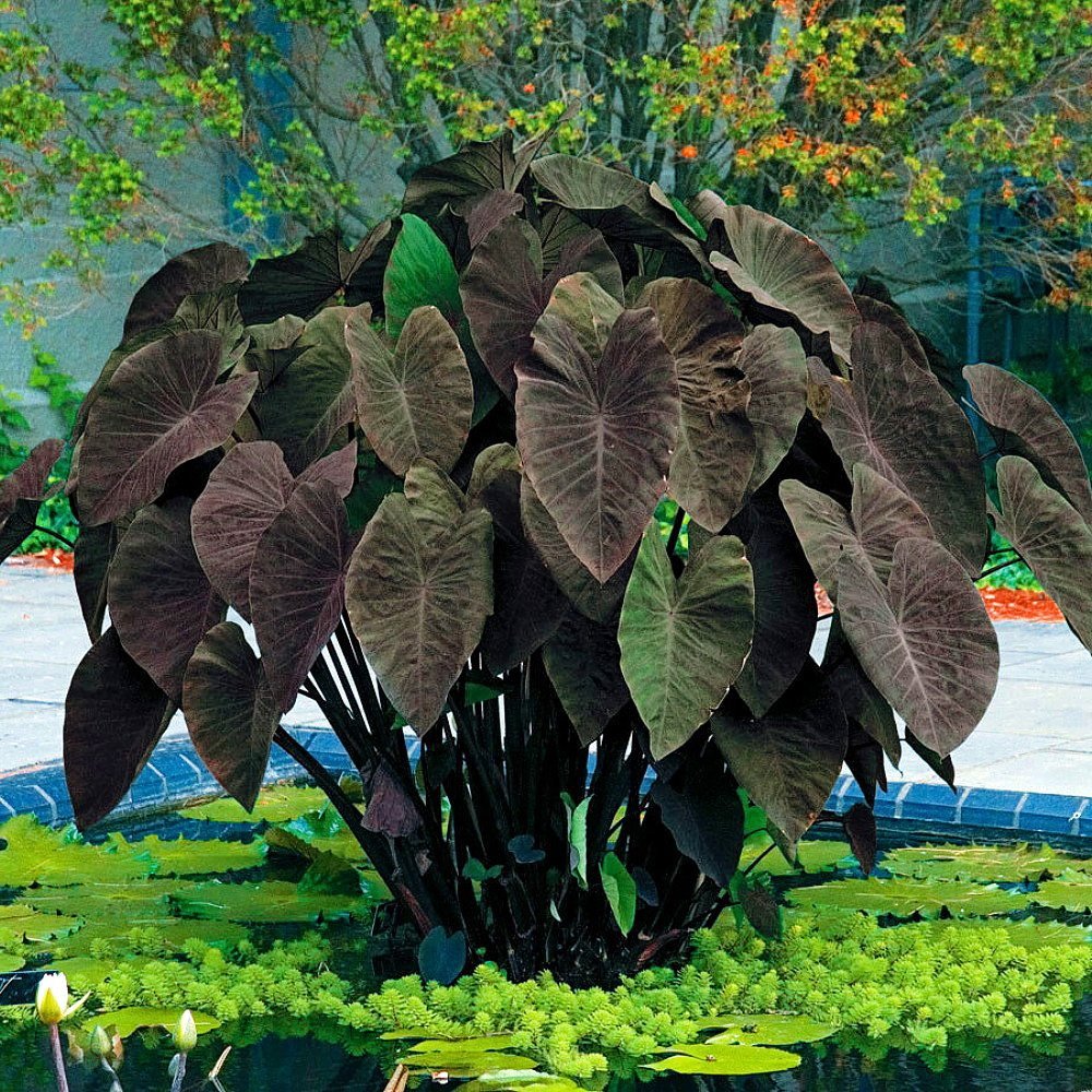 4 Black Magic Elephant Ears - 4 inch Containers (4 Pots of Plants) Do not Order in Extreme temperatures, hot or Cold