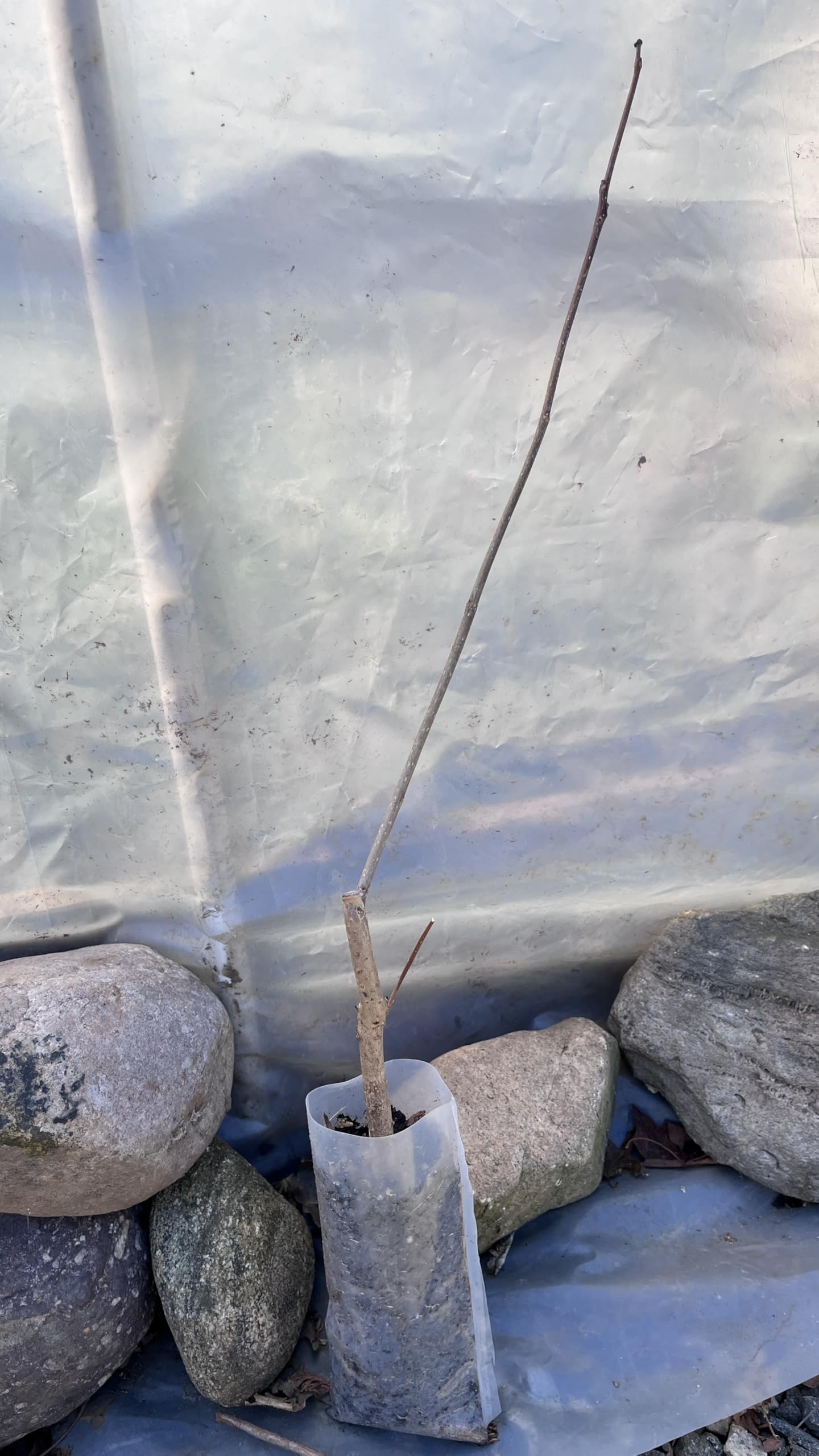 Catalpa speciosa, 2 Year Old 1-2 ft Tall,Northern Catalpa, Cigar Tree, Indian Bean, Sent with Roots Wrapped, no Leaves.