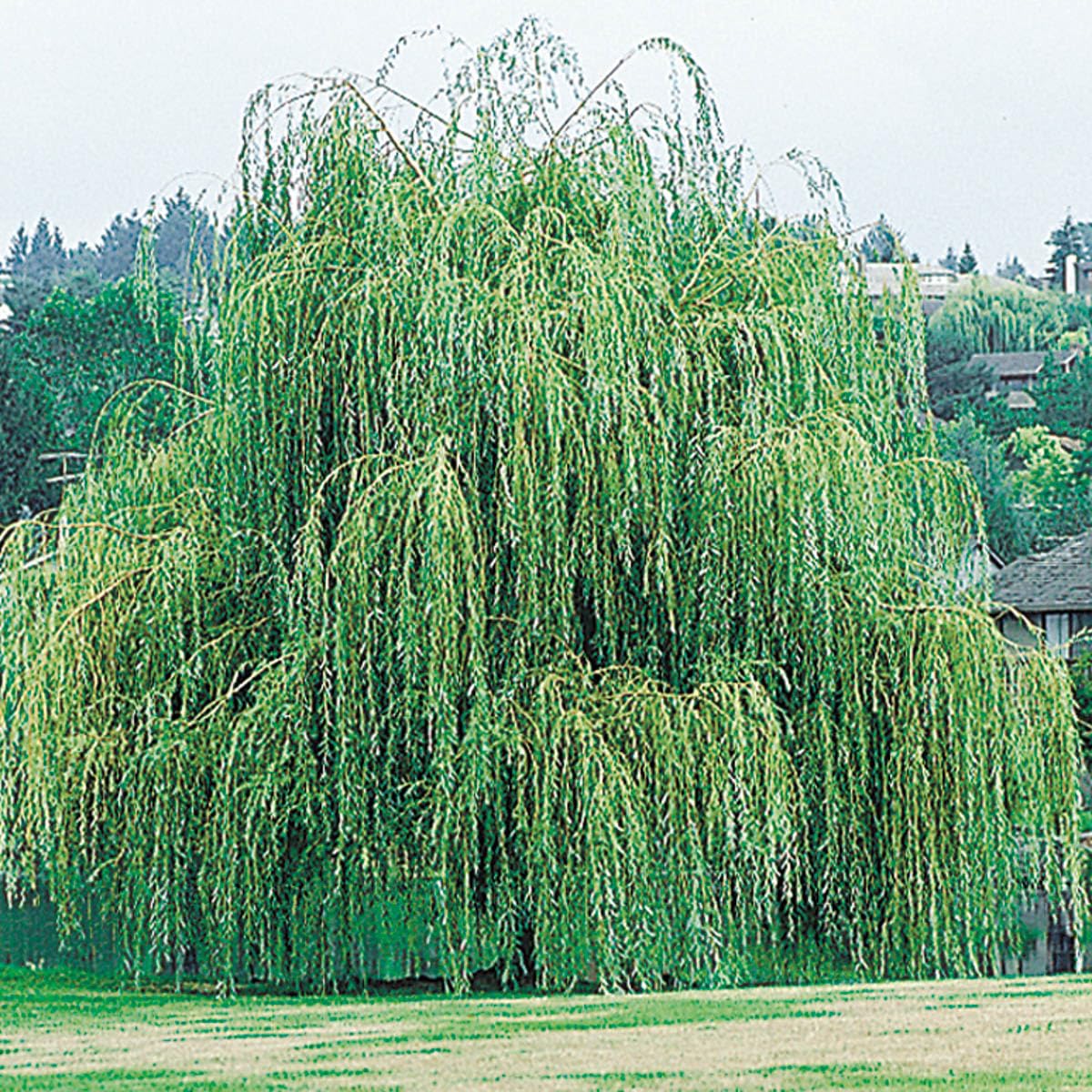 SPRING HILL NURSERIES - Weeping Willow Dormant Bare Root Starter Tree, One Tree Per Offer - Due to restrictions Can't Ship to MD, MT, or WI